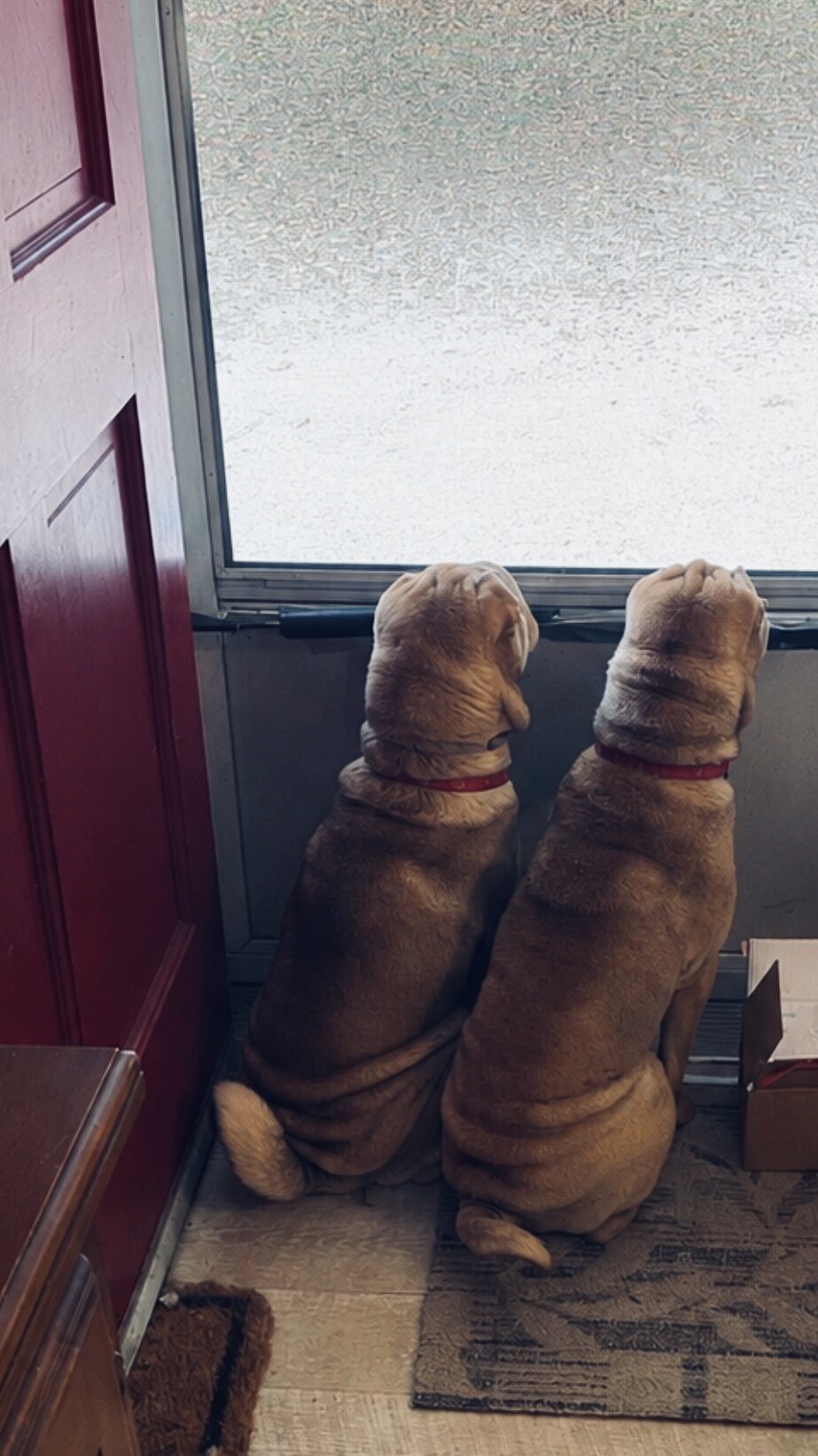 Chinese Sharpei image 1