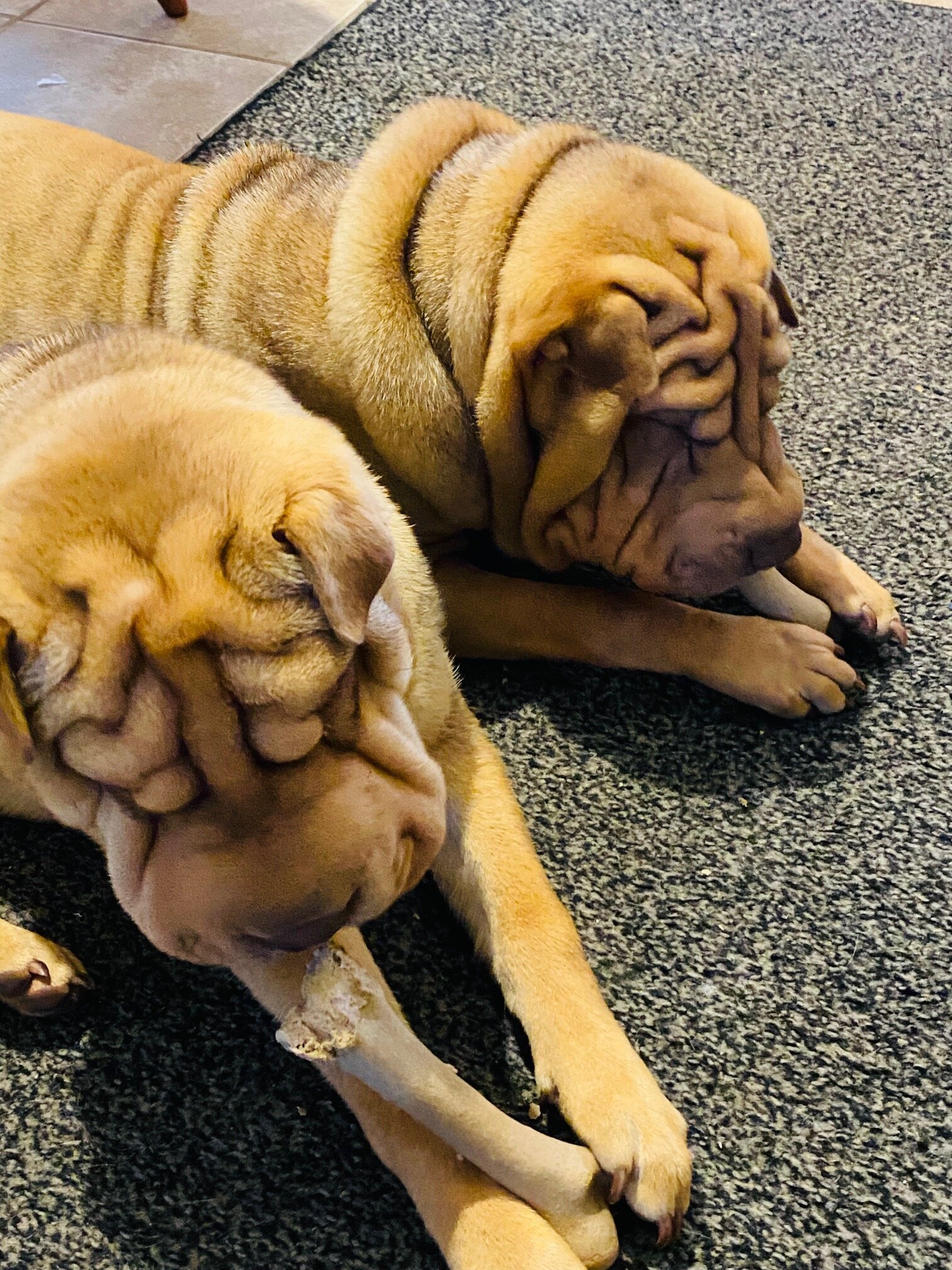 Chinese Sharpei image 3