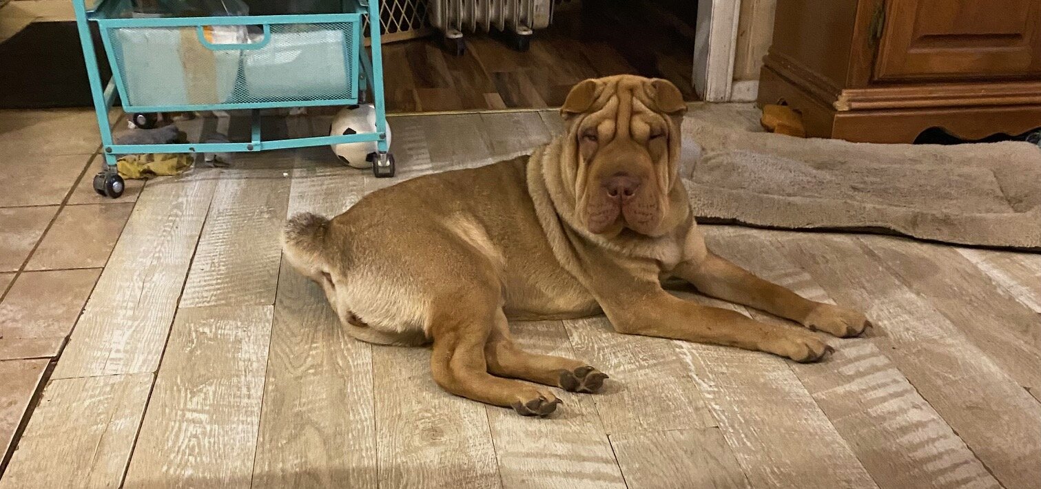 Chinese Sharpei image 2