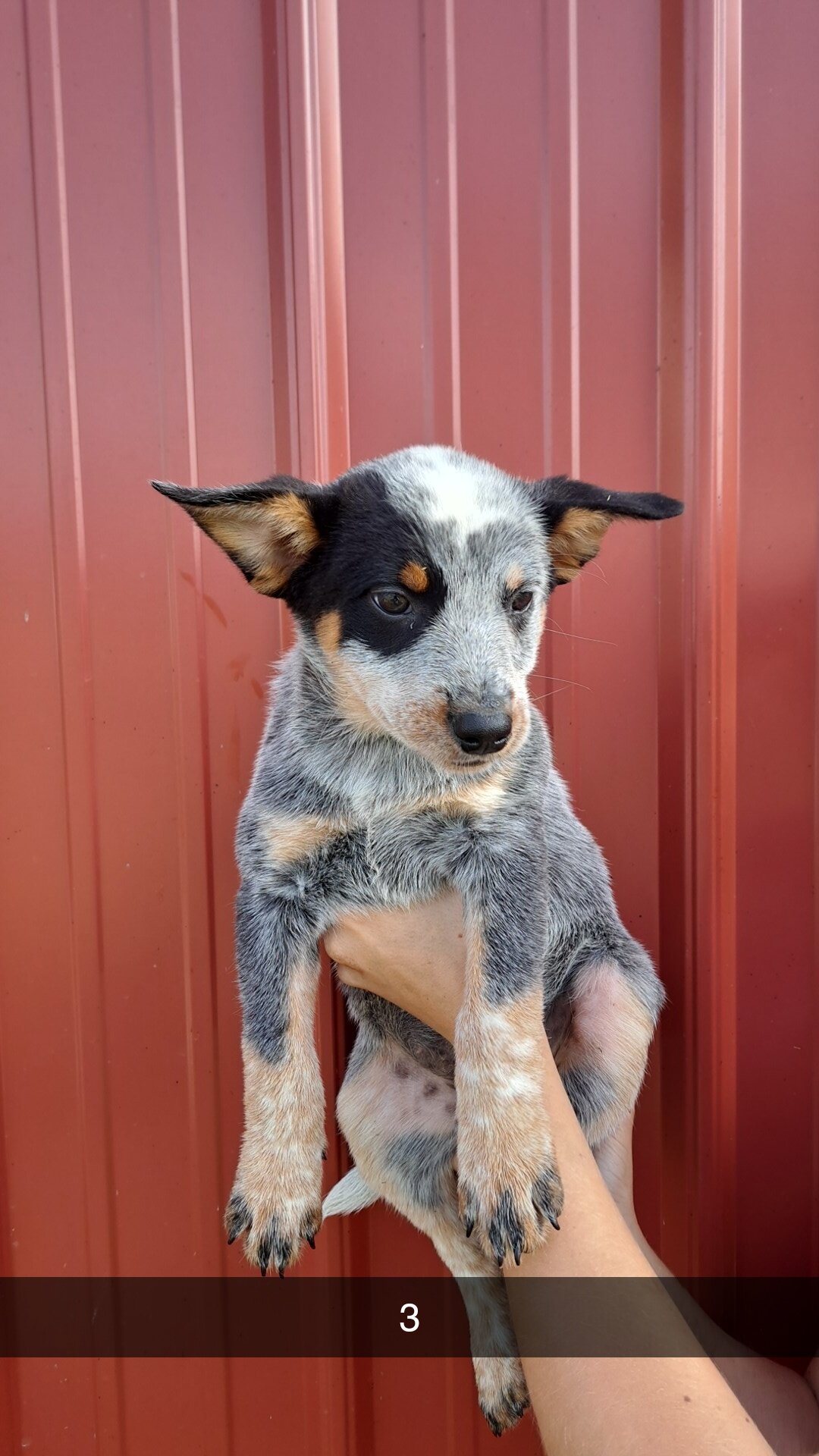 Blue Heeler puppies image 3