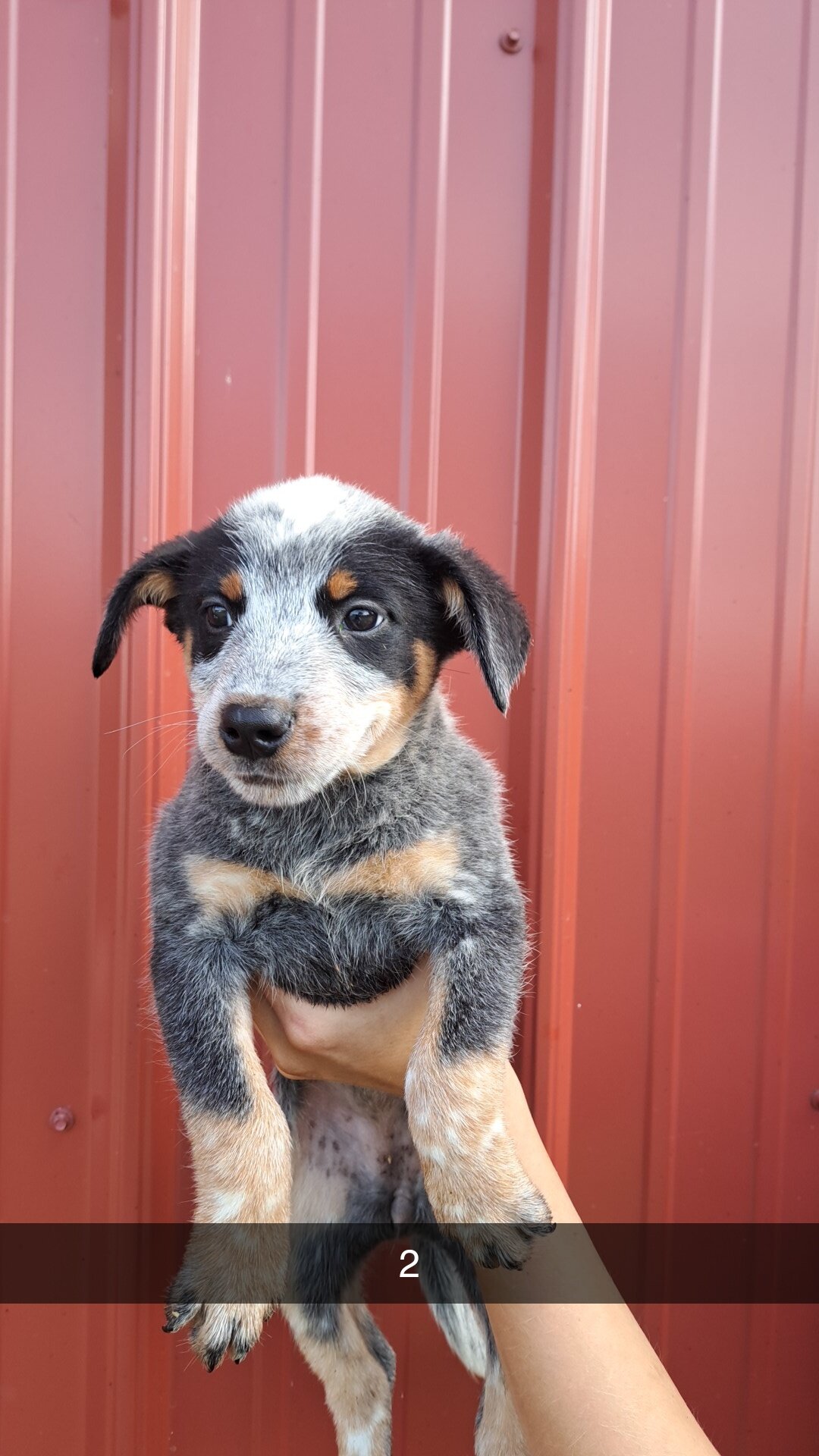 Blue Heeler puppies image 2