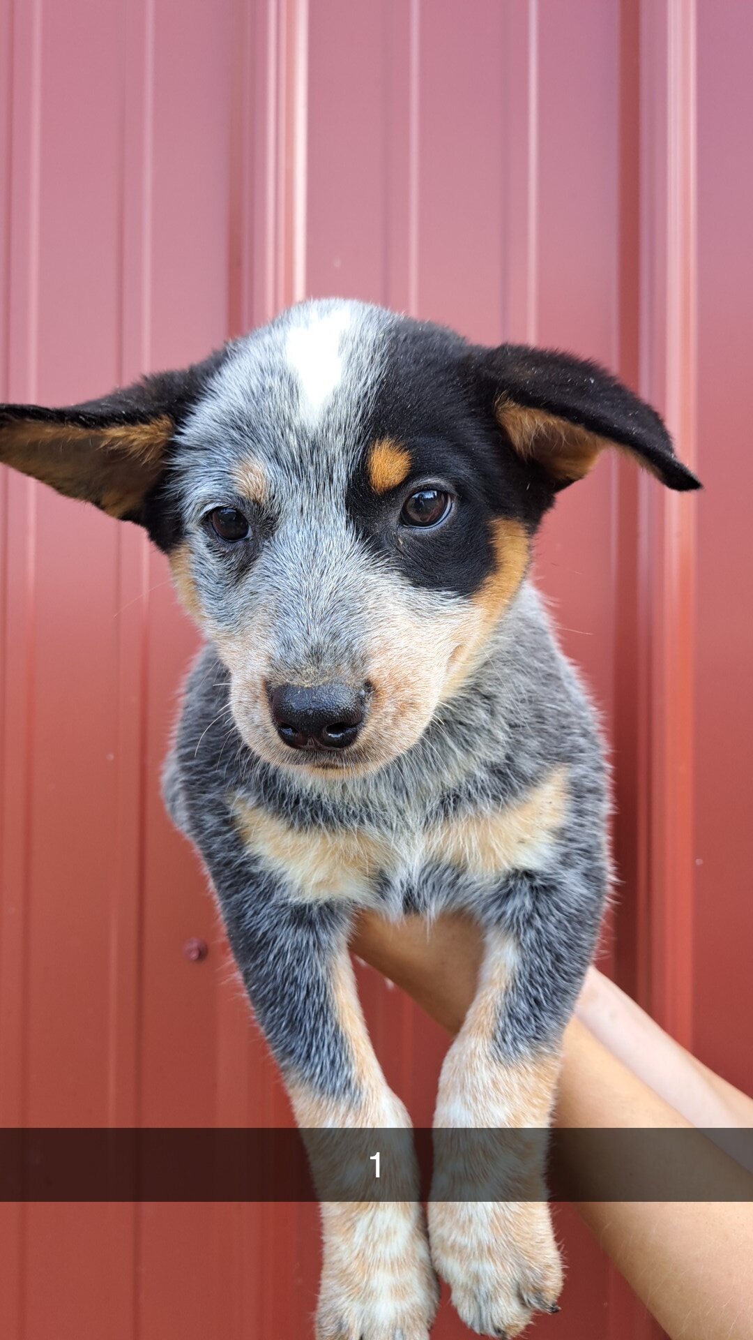 Blue Heeler puppies image 1