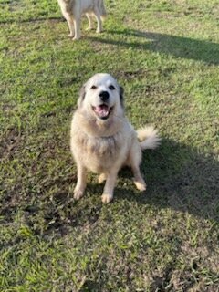 Great Pyrenees Females image 1