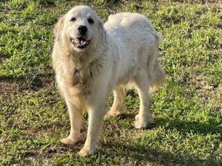 Great Pyrenees Females image 2