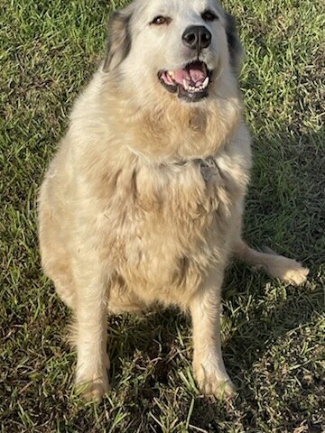 Great Pyrenees Females image 3
