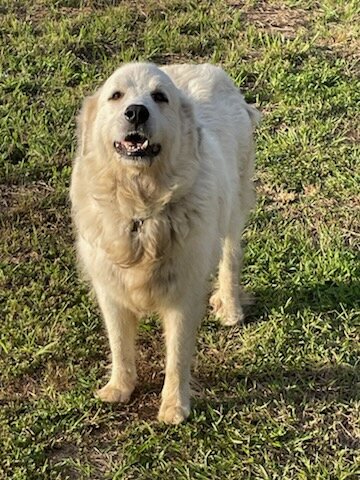 Great Pyrenees Females image 4