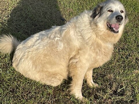 Great Pyrenees Females image 5