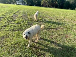 Great Pyrenees Females image 6