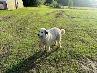 Great Pyrenees Females image 7
