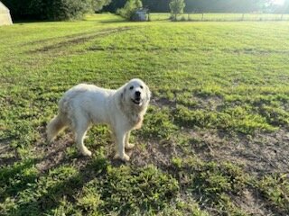 Great Pyrenees Females image 8