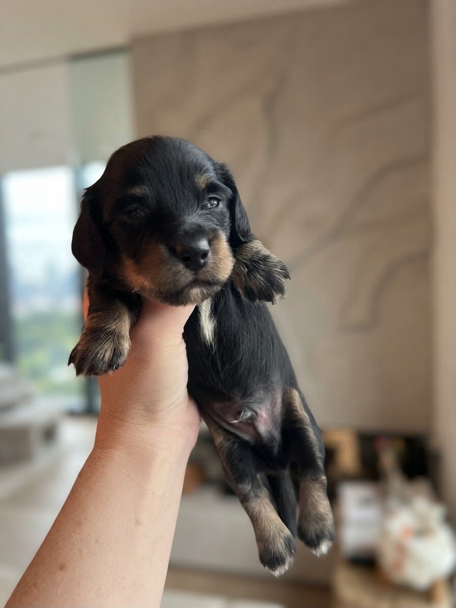 Miniature Long Hair Dachshund image 2