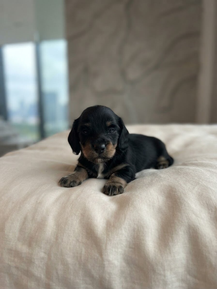 Miniature Long Hair Dachshund image 1