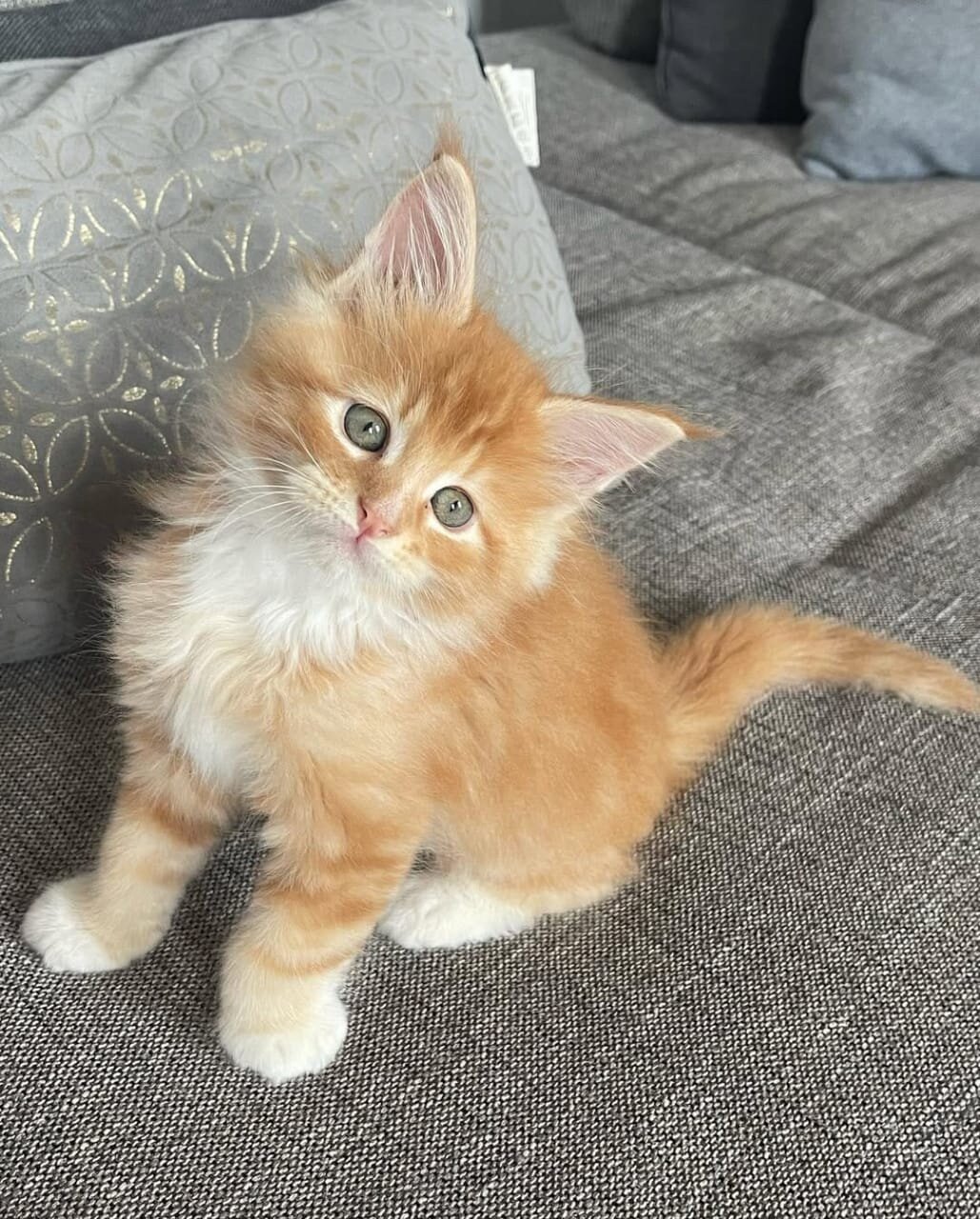 Adorable Fluffy Orange & White Kitten Looking image 4