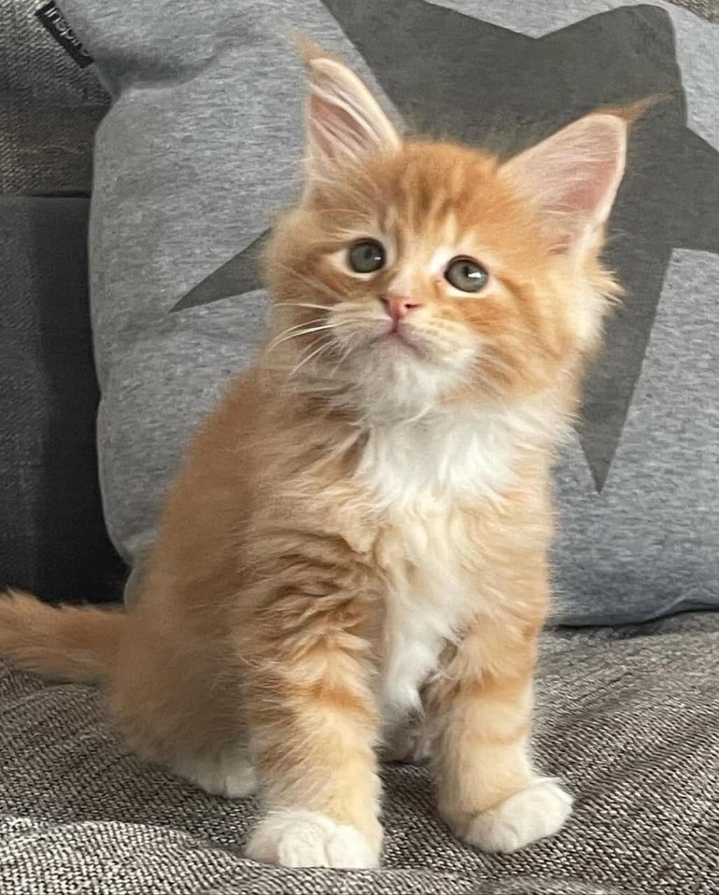 Adorable Fluffy Orange & White Kitten Looking image 2