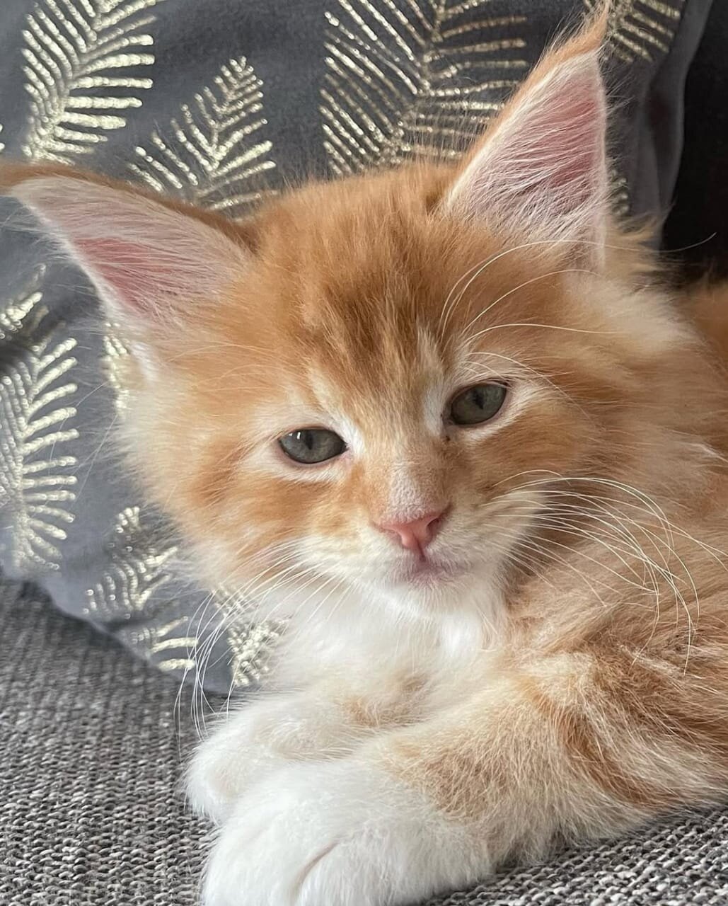 Adorable Fluffy Orange & White Kitten Looking image 1