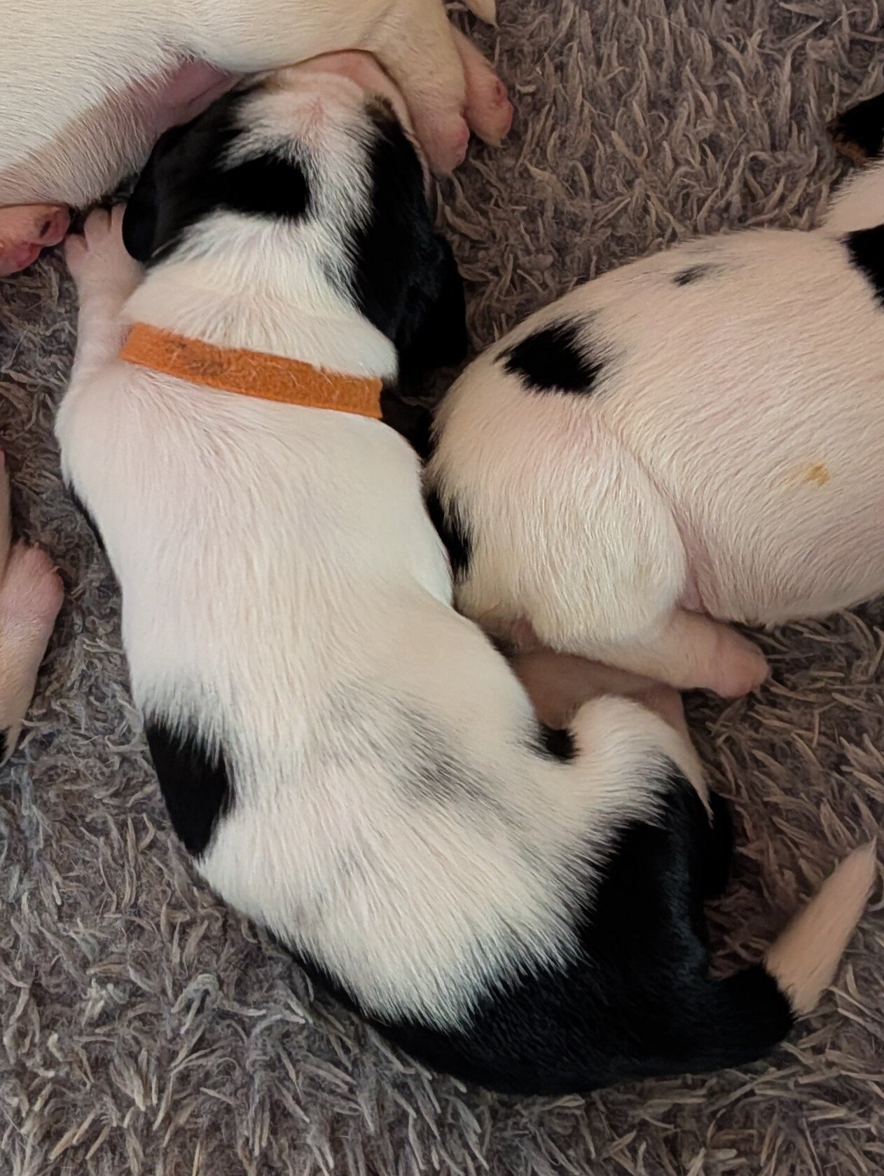Basset Hound Puppies image 1