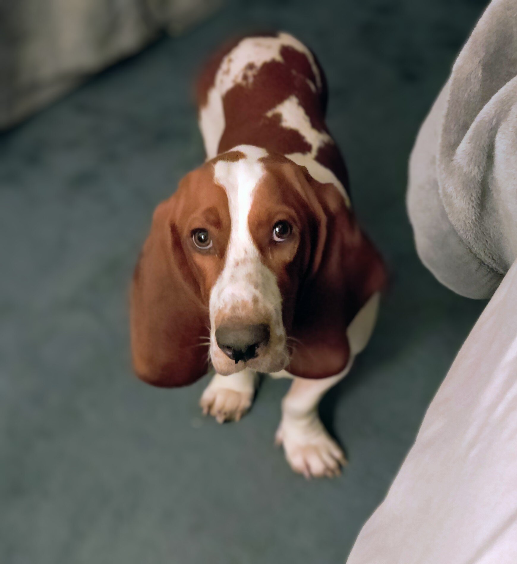 Basset Hound Puppies image 8