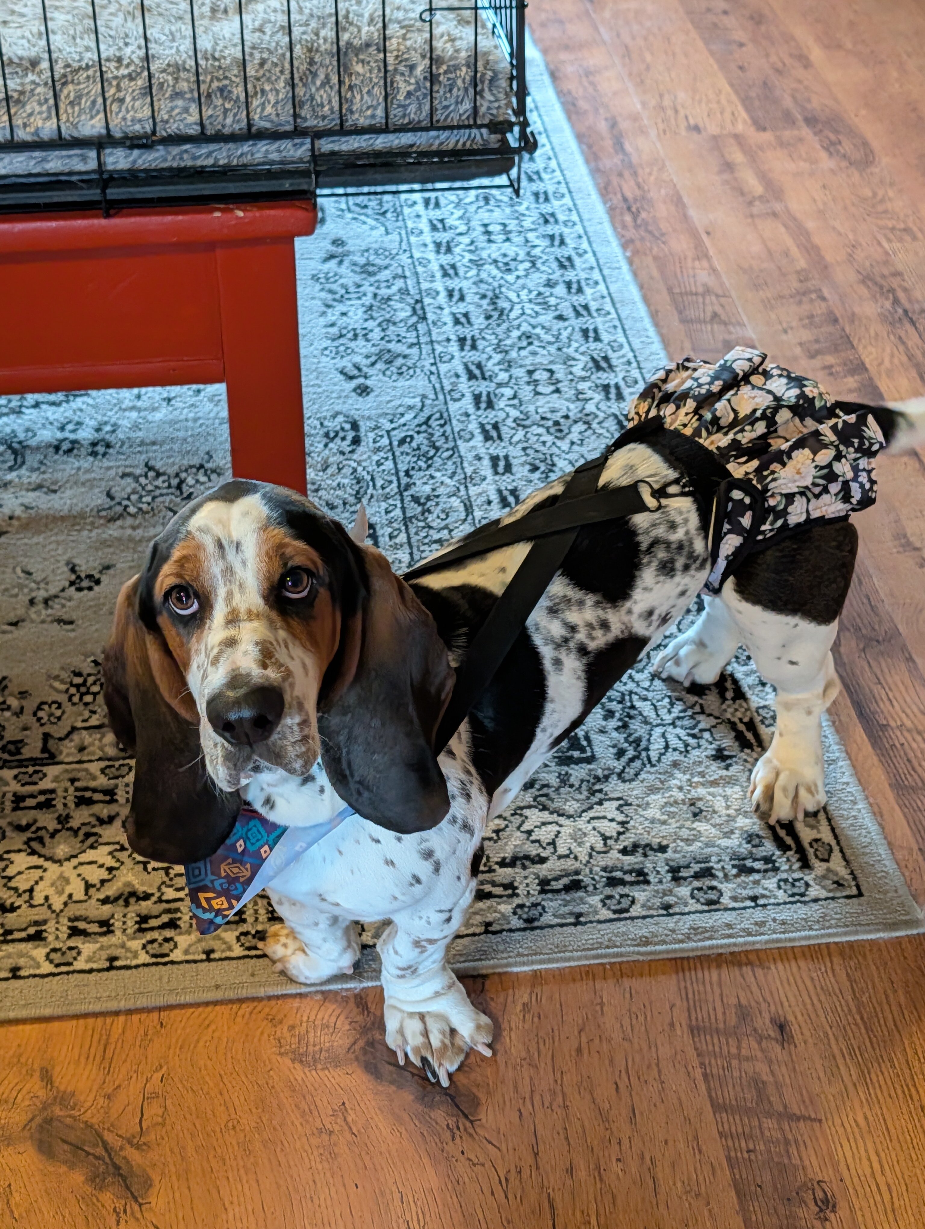 Basset Hound Puppies image 9