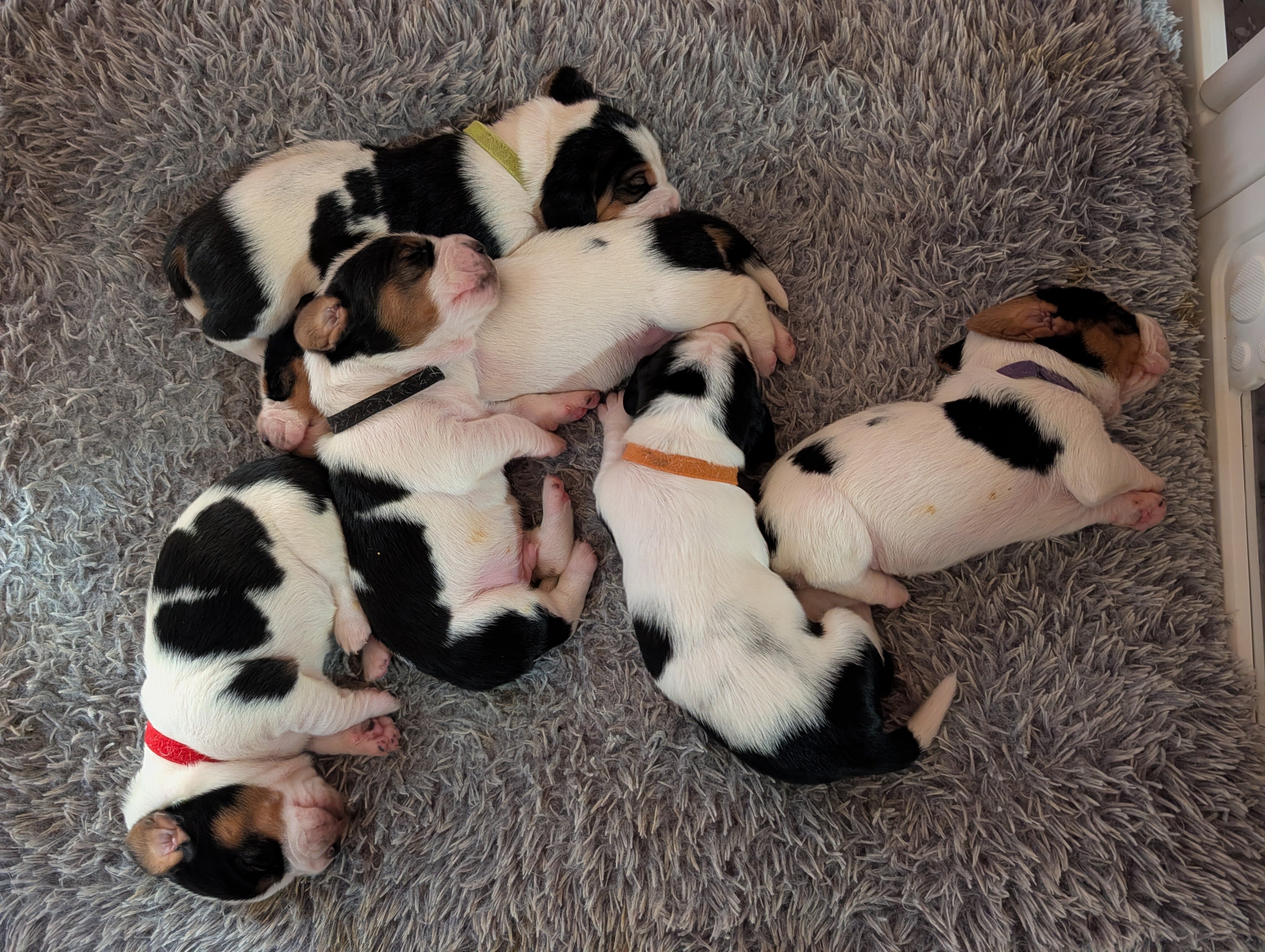 Basset Hound Puppies image 7