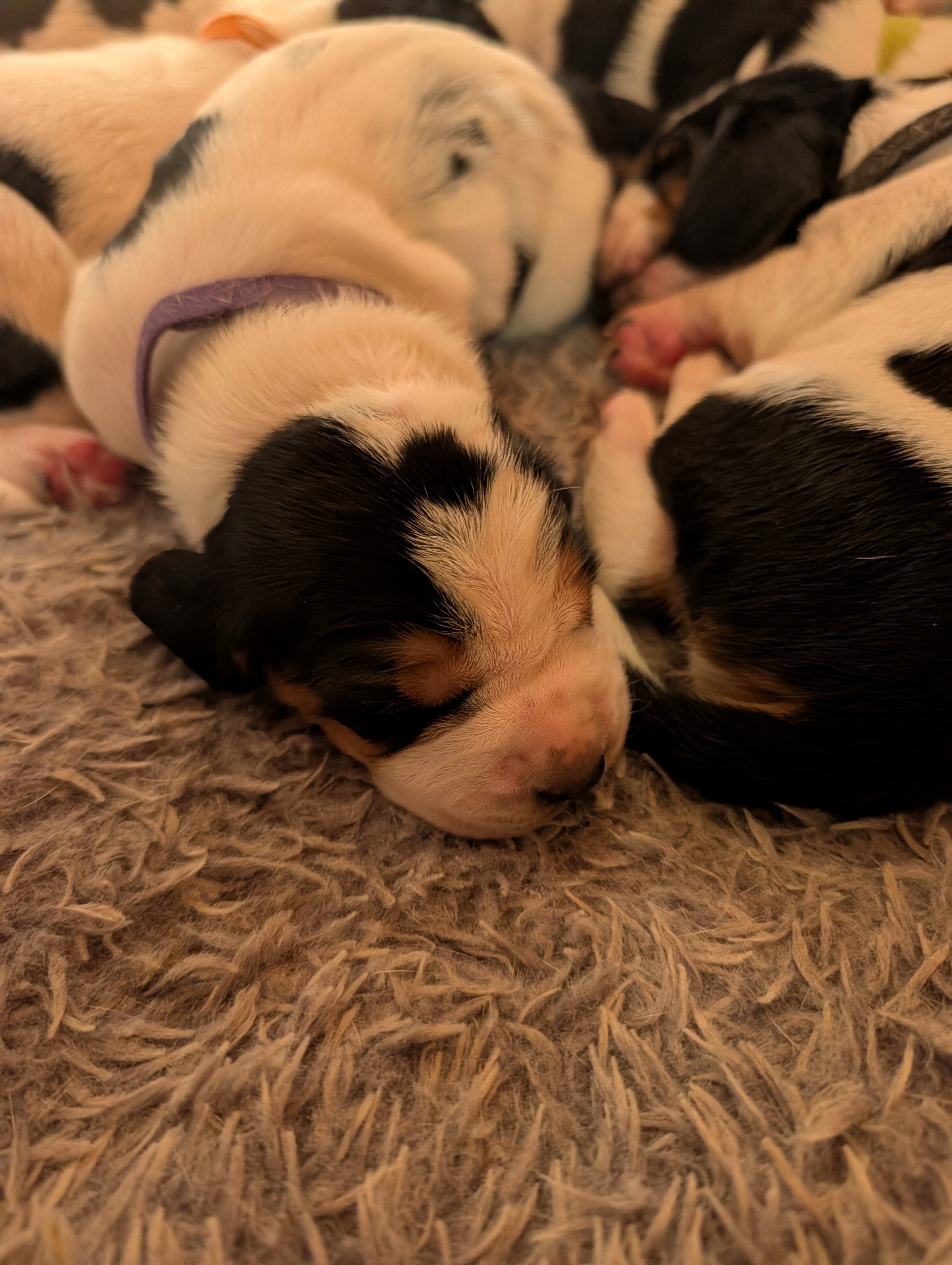 Basset Hound Puppies image 5