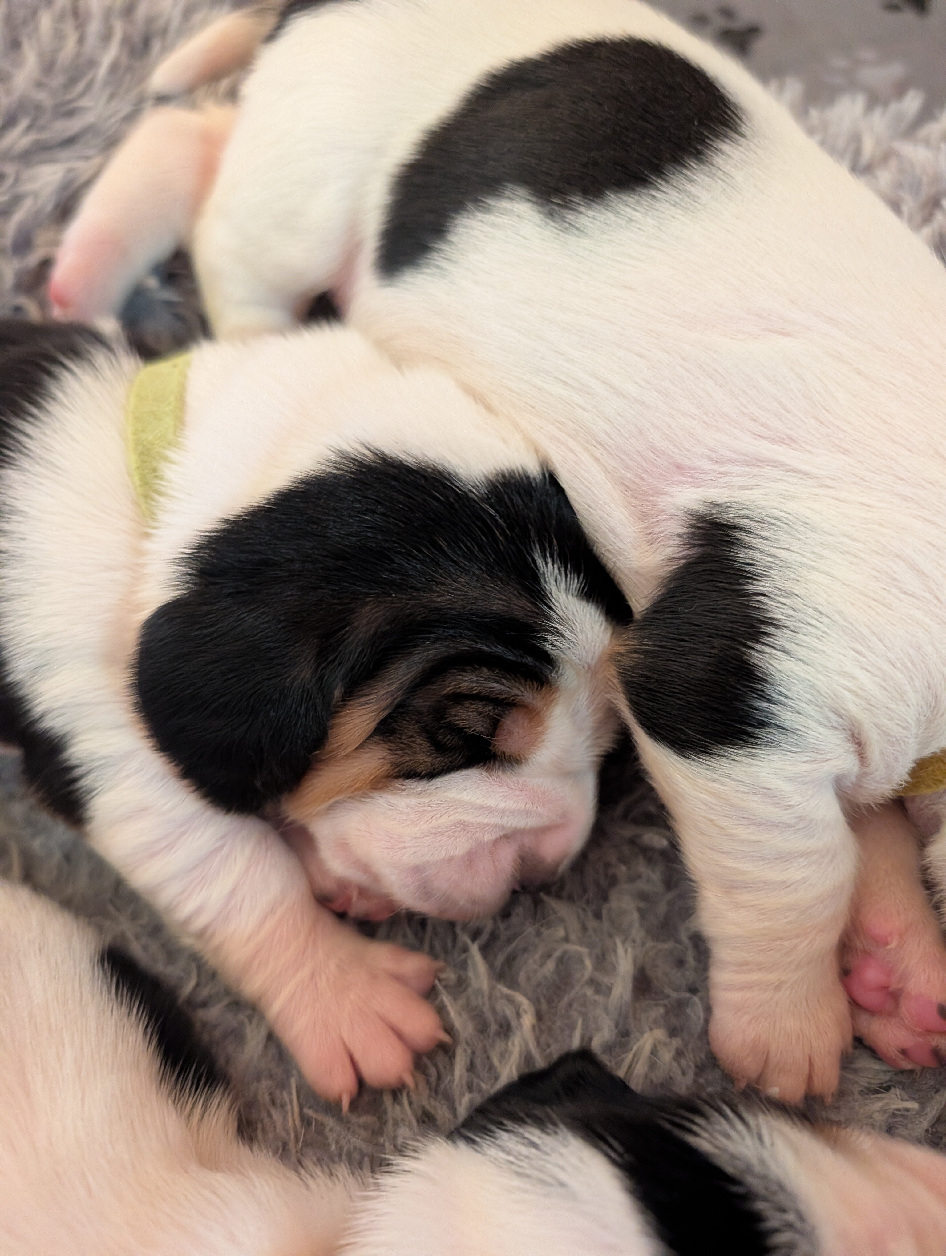 Basset Hound Puppies image 6