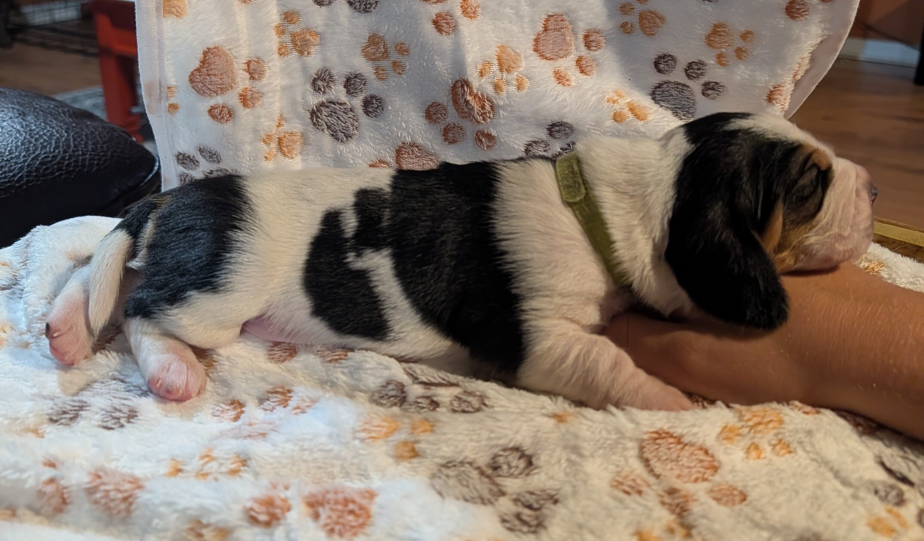 Basset Hound Puppies image 2