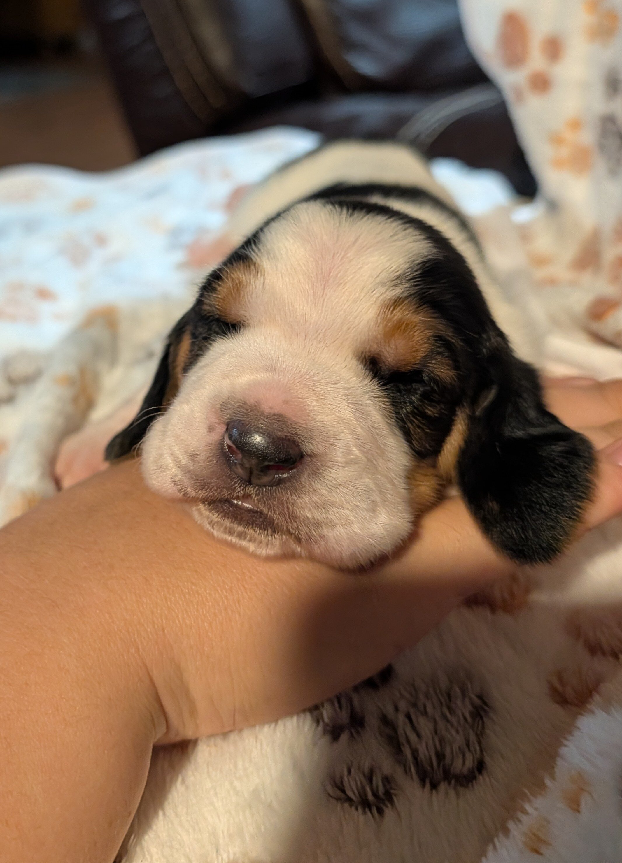 Basset Hound Puppies image 3