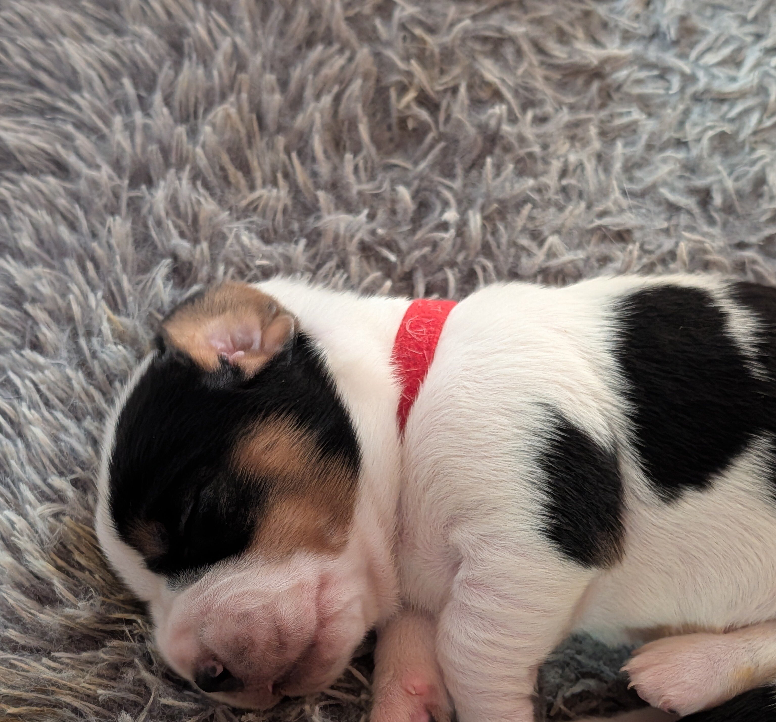 Basset Hound Puppies image 4