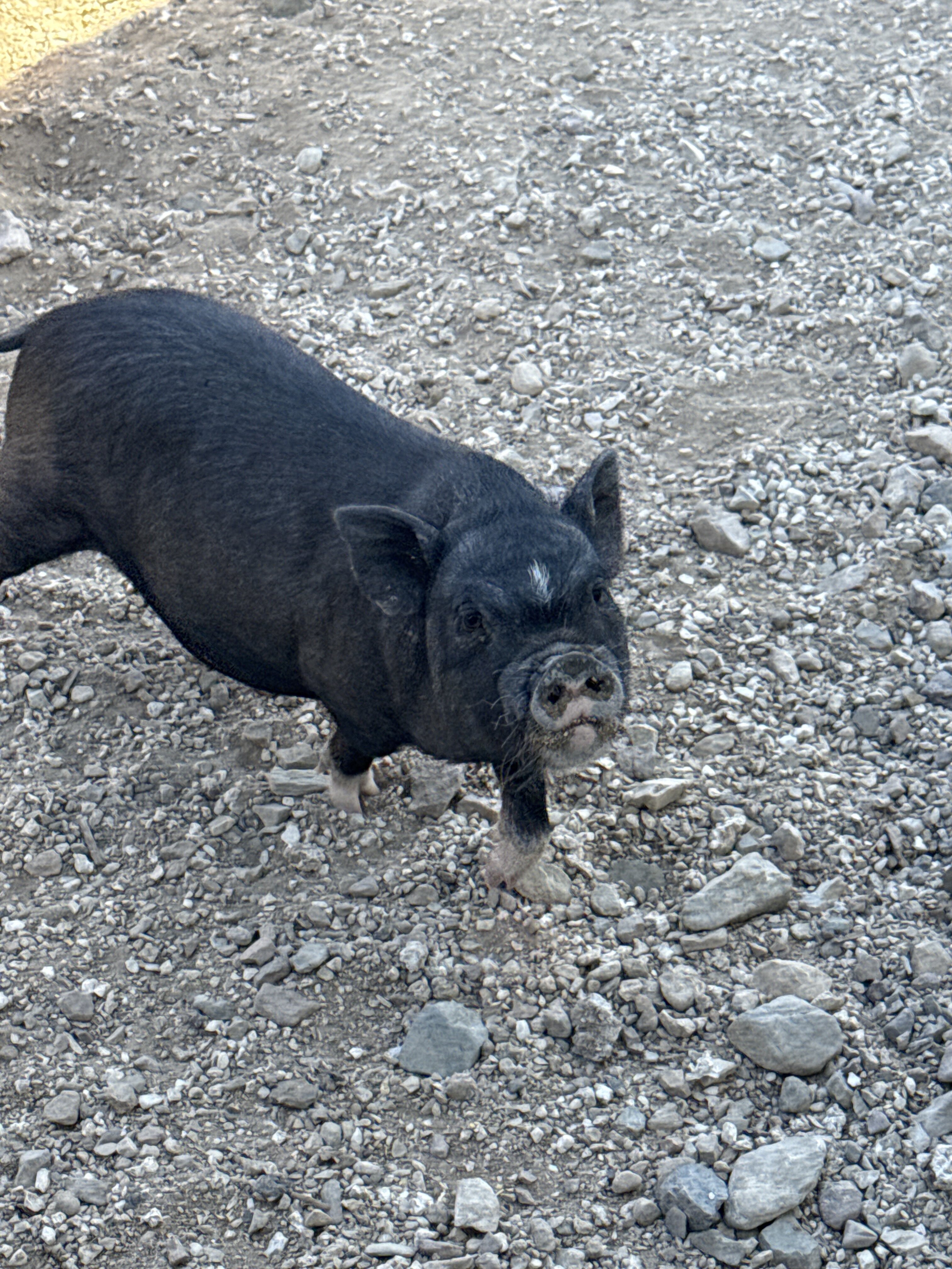 Pot Belly Pigs image 1