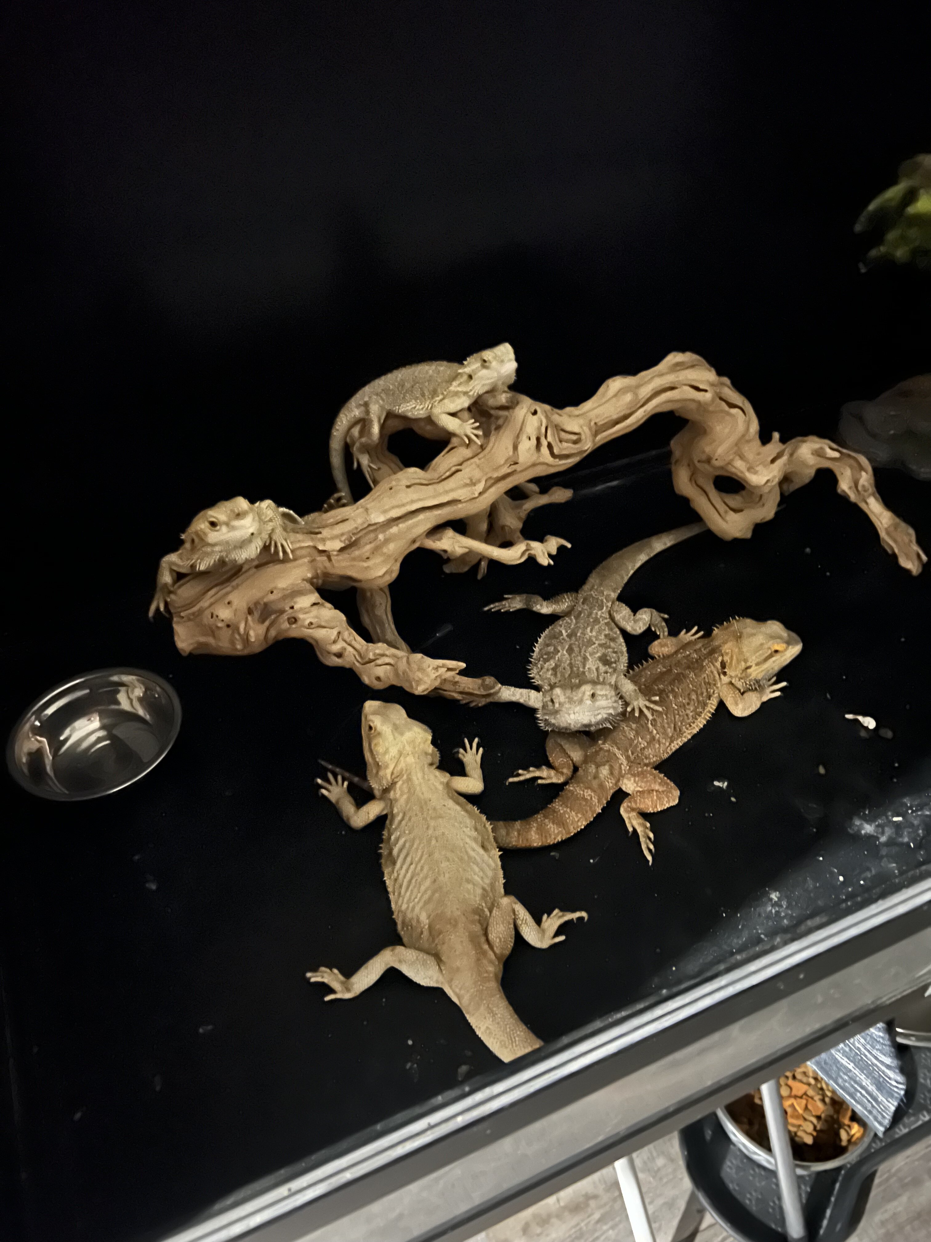 Bearded Dragons image 1
