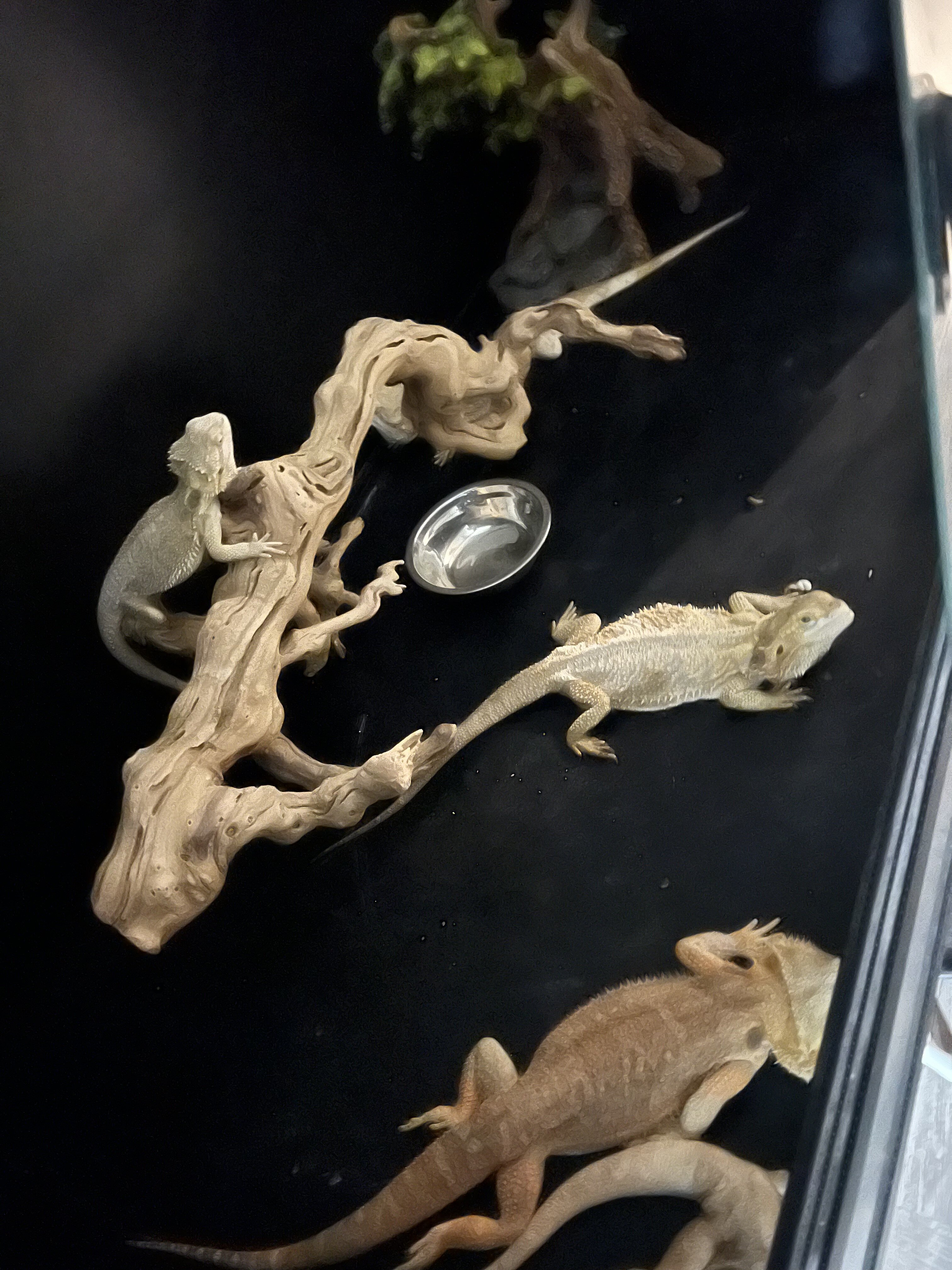 Bearded Dragons image 3
