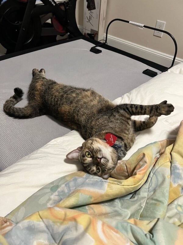 Cat image 2