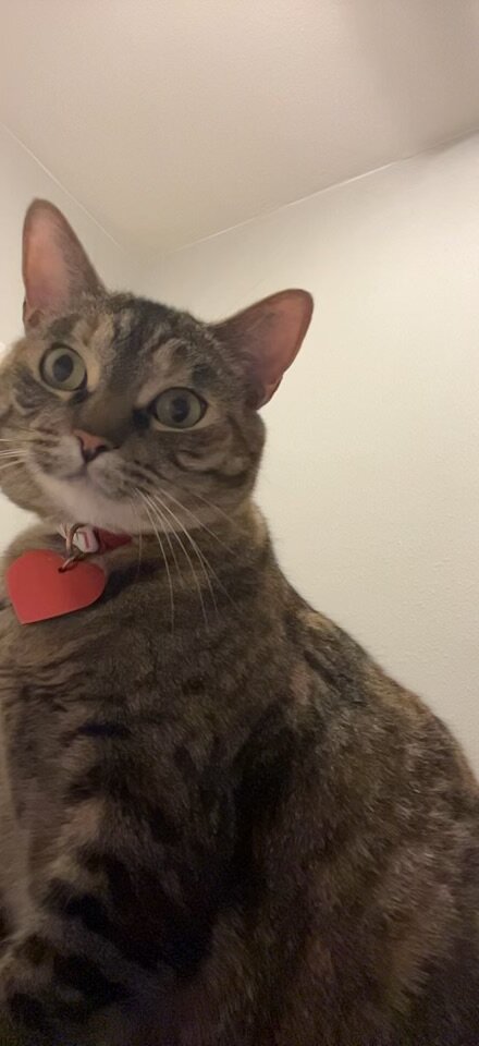 Cat image 1