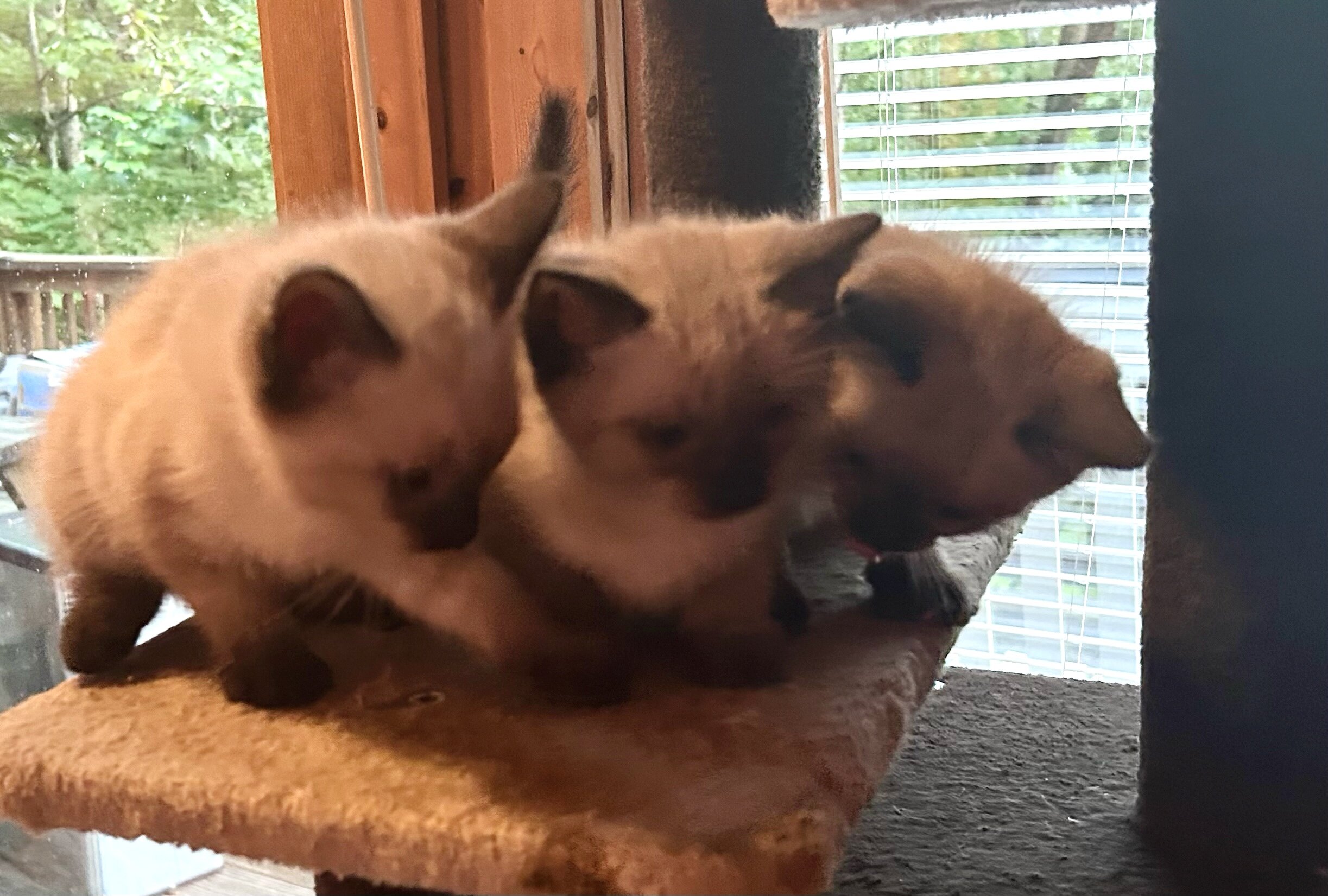 Siamese kittens image 5