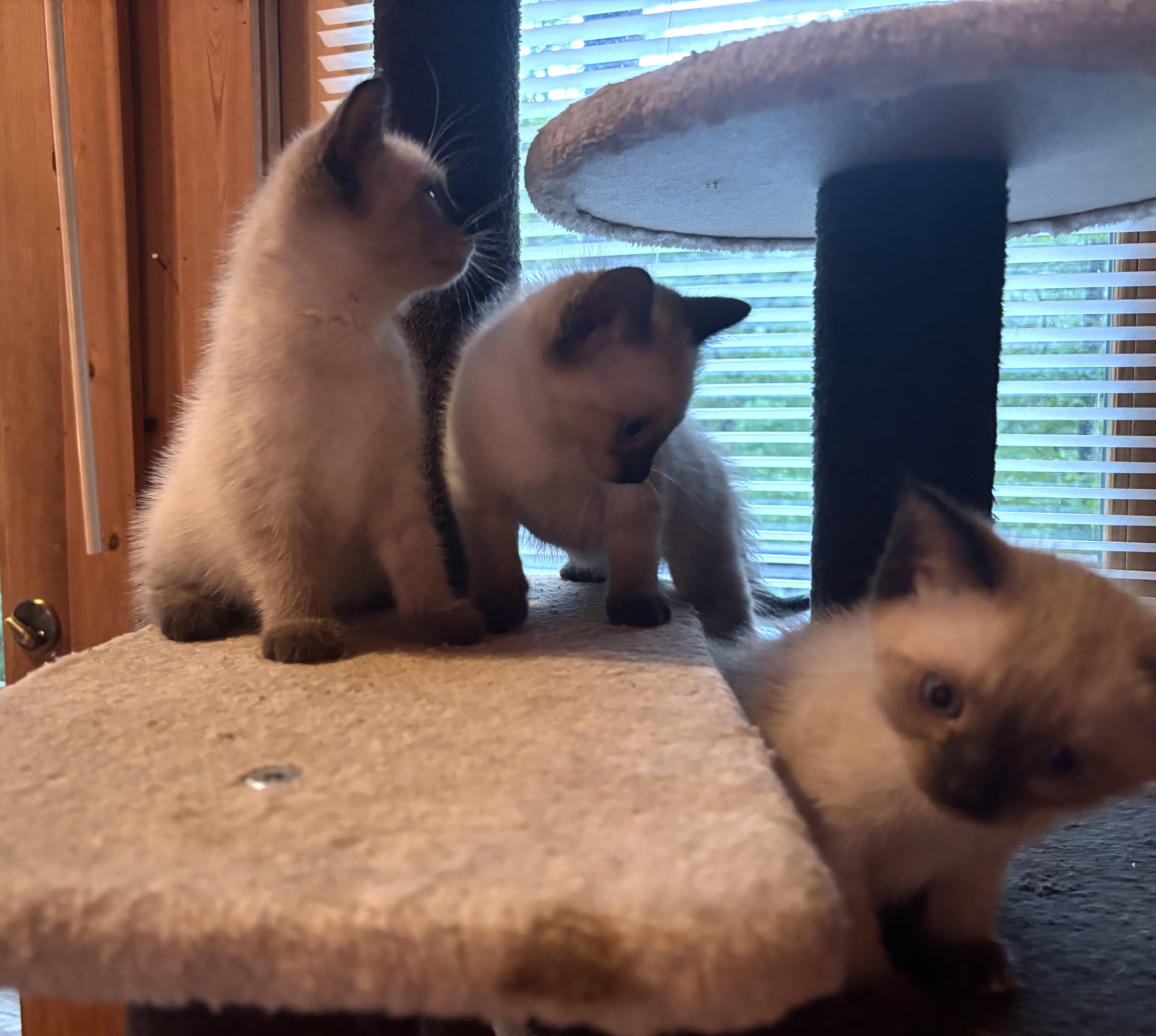 Siamese kittens image 4