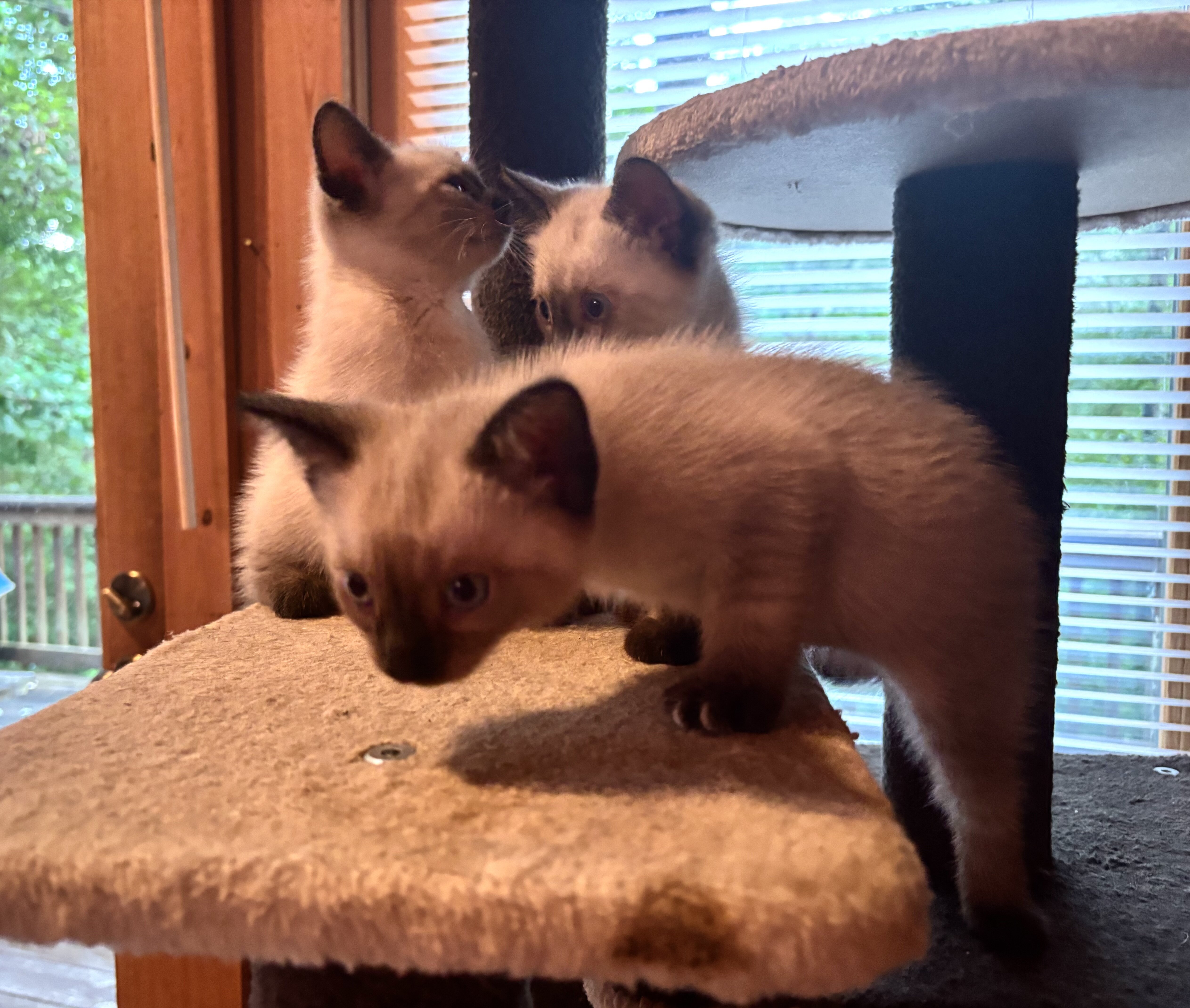 Siamese kittens image 3