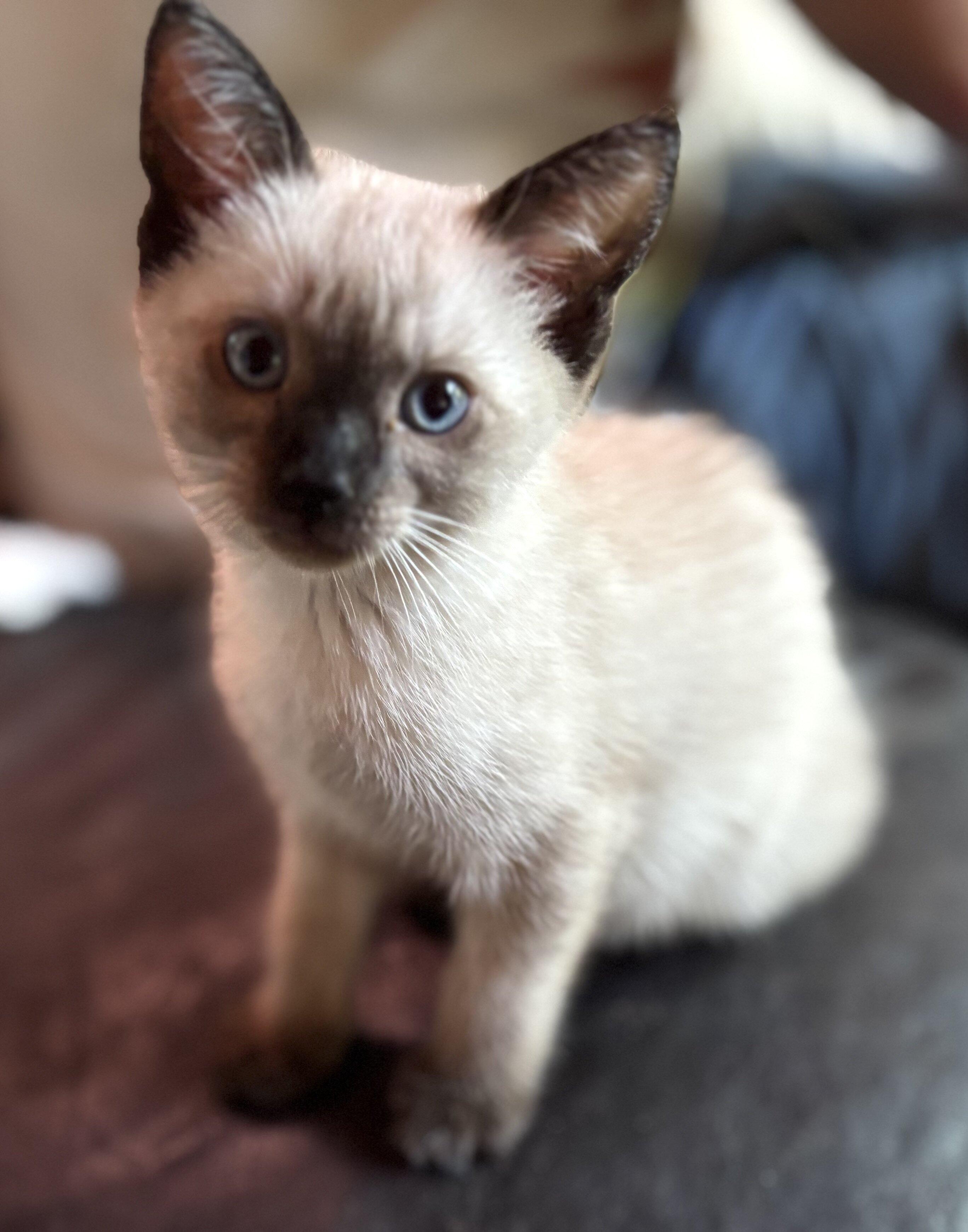 Siamese kittens image 1
