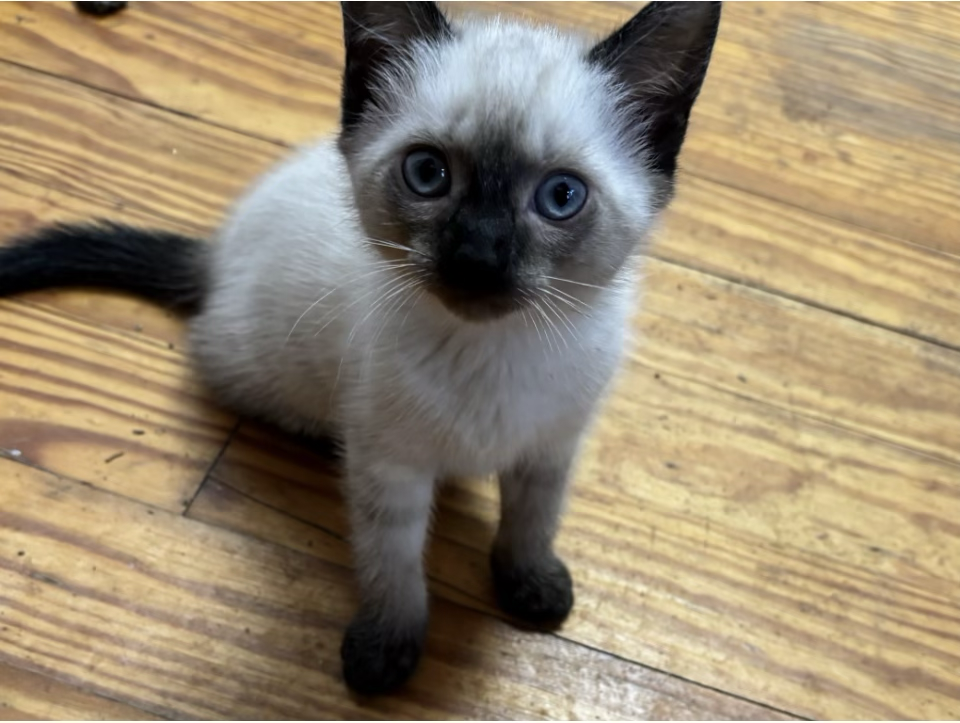 Siamese kittens image 2