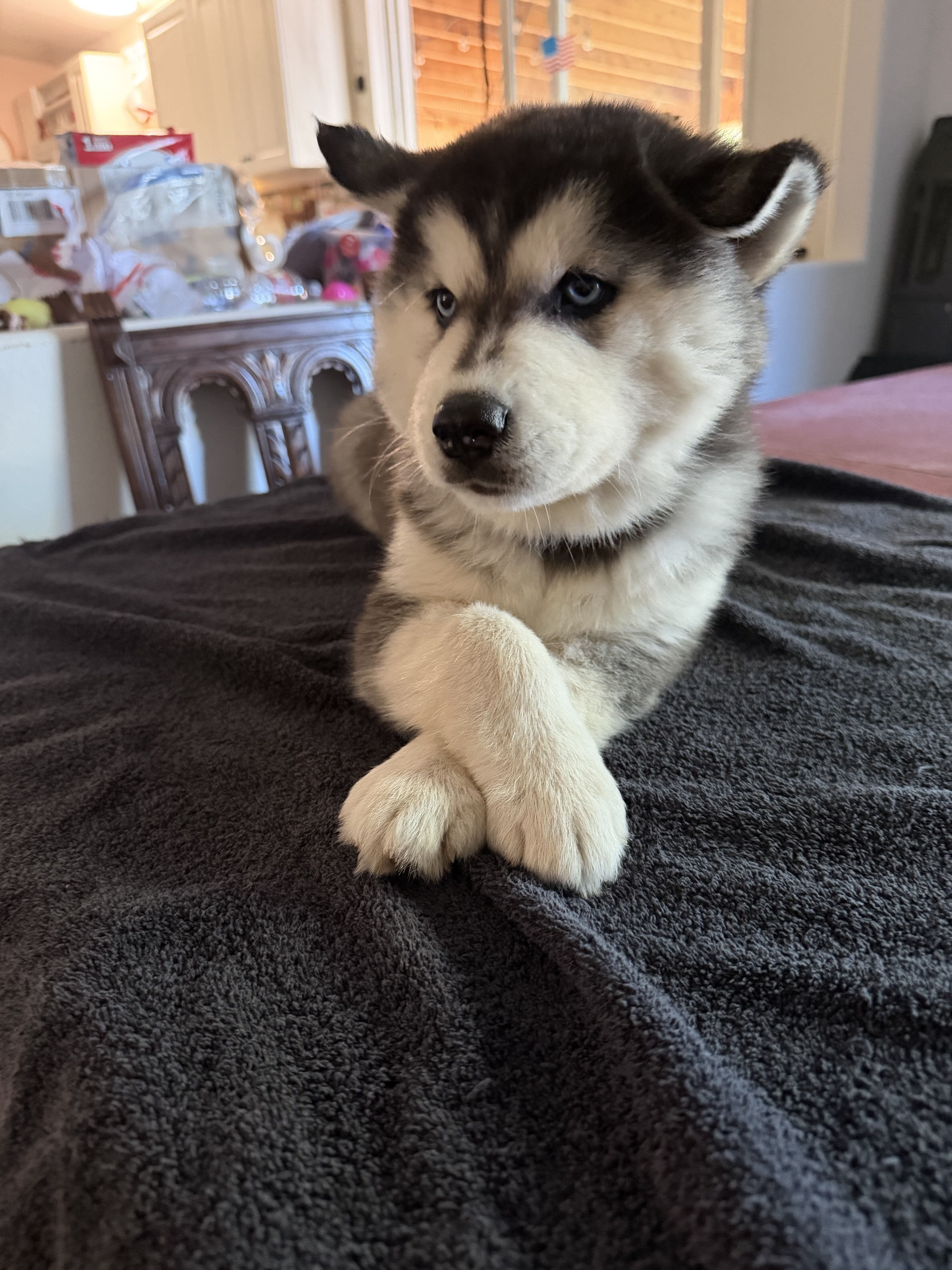 Siberian husky image 3