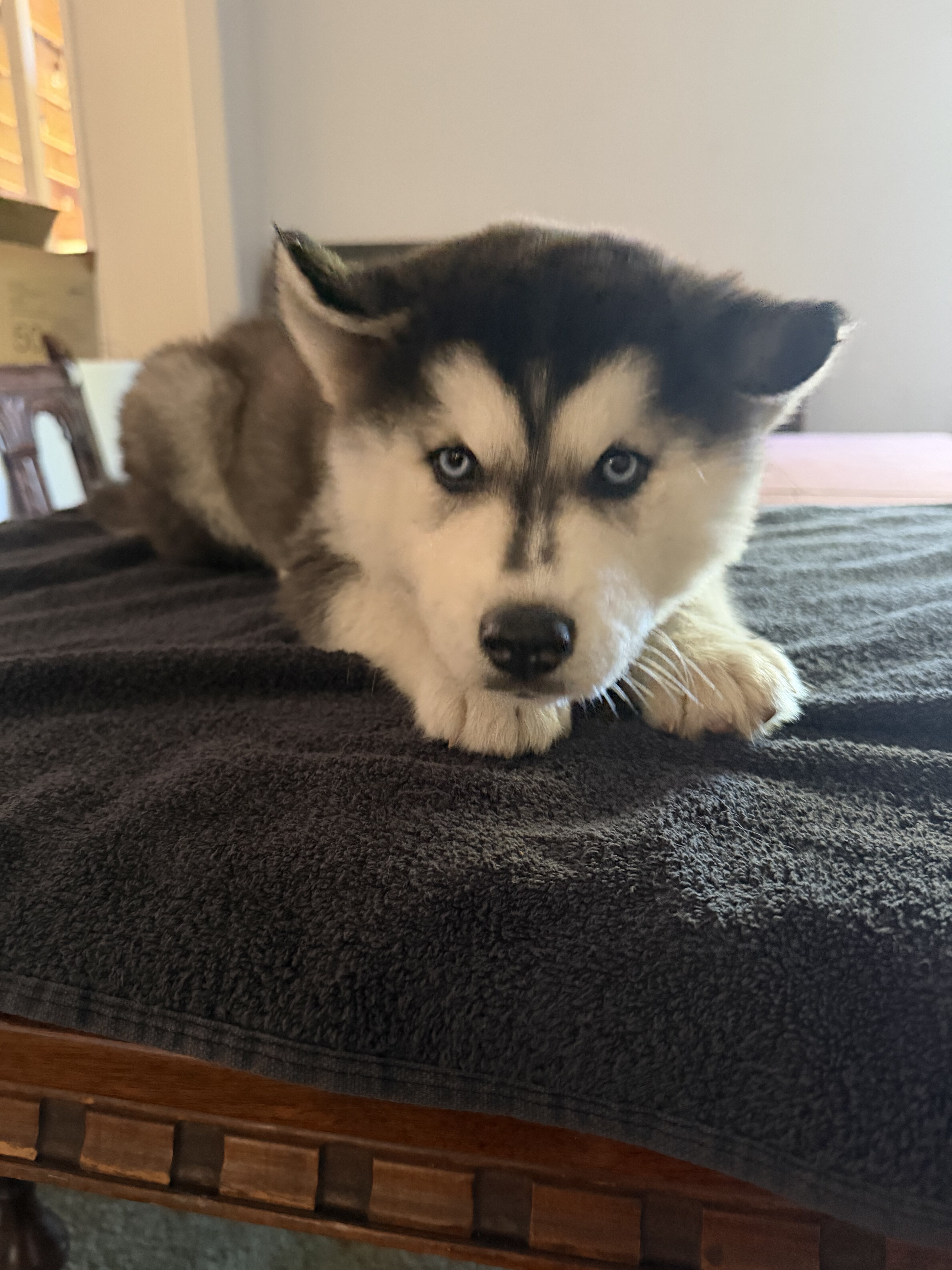 Siberian husky image 4