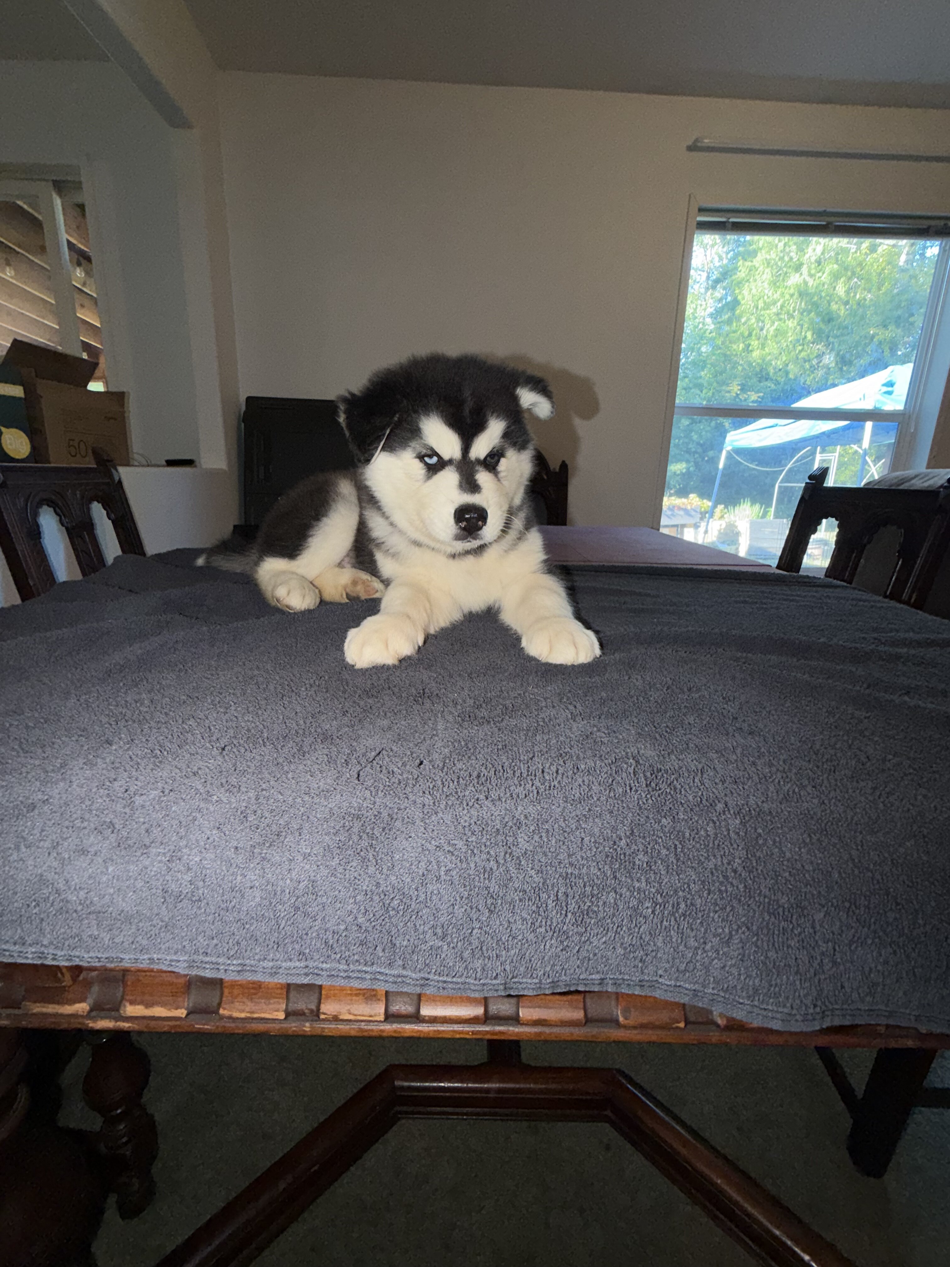 Siberian husky image 1
