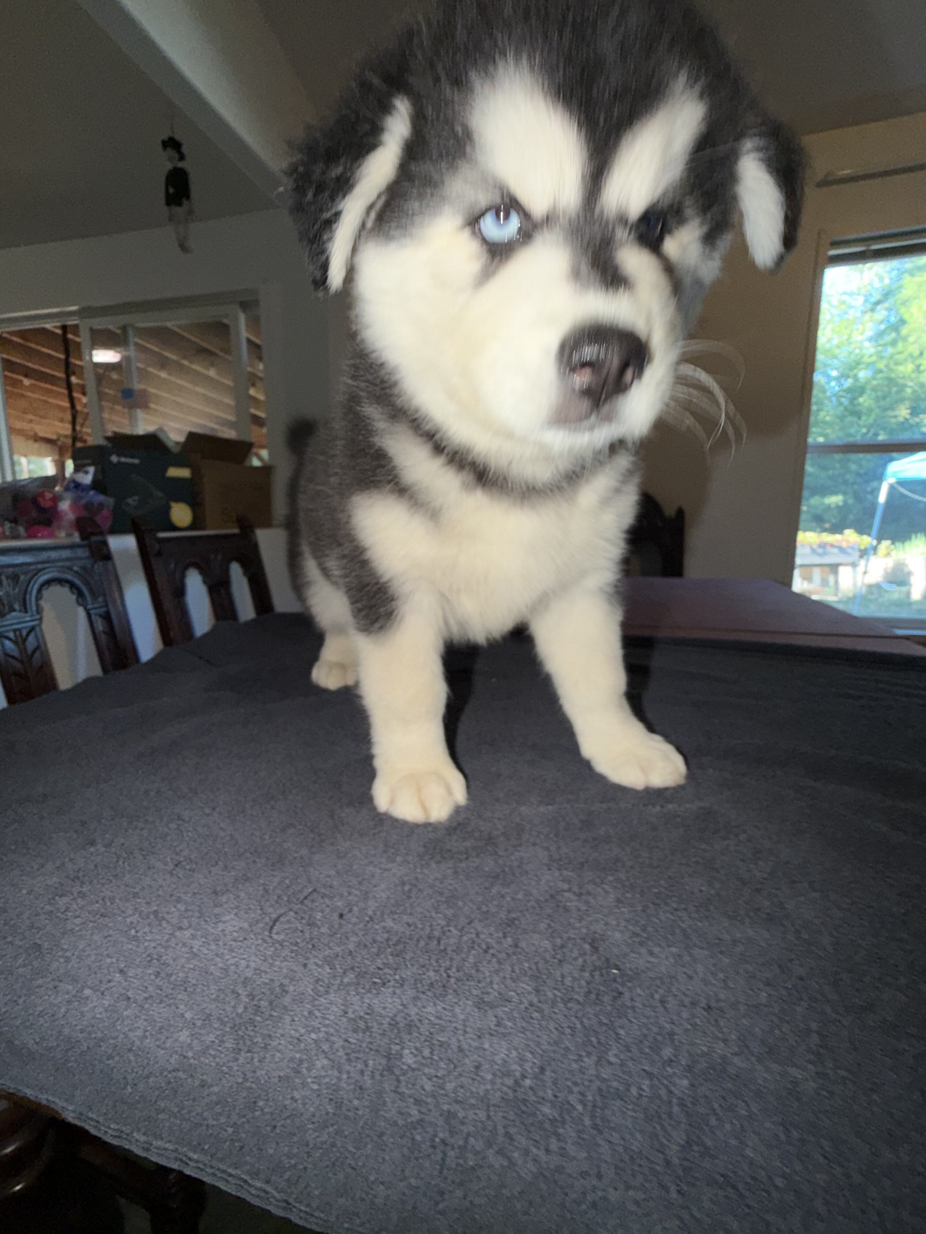 Siberian husky image 2