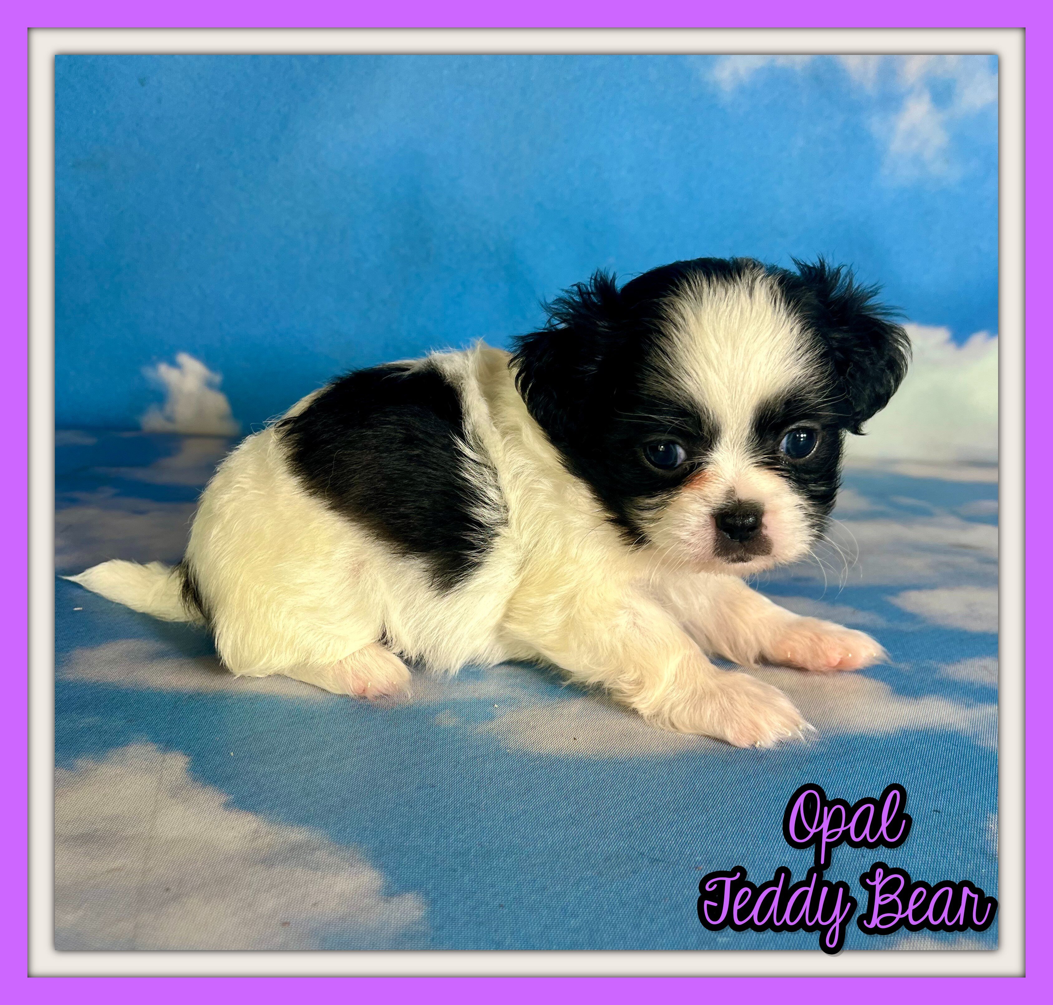 Opal Female Teddy Bear image 1