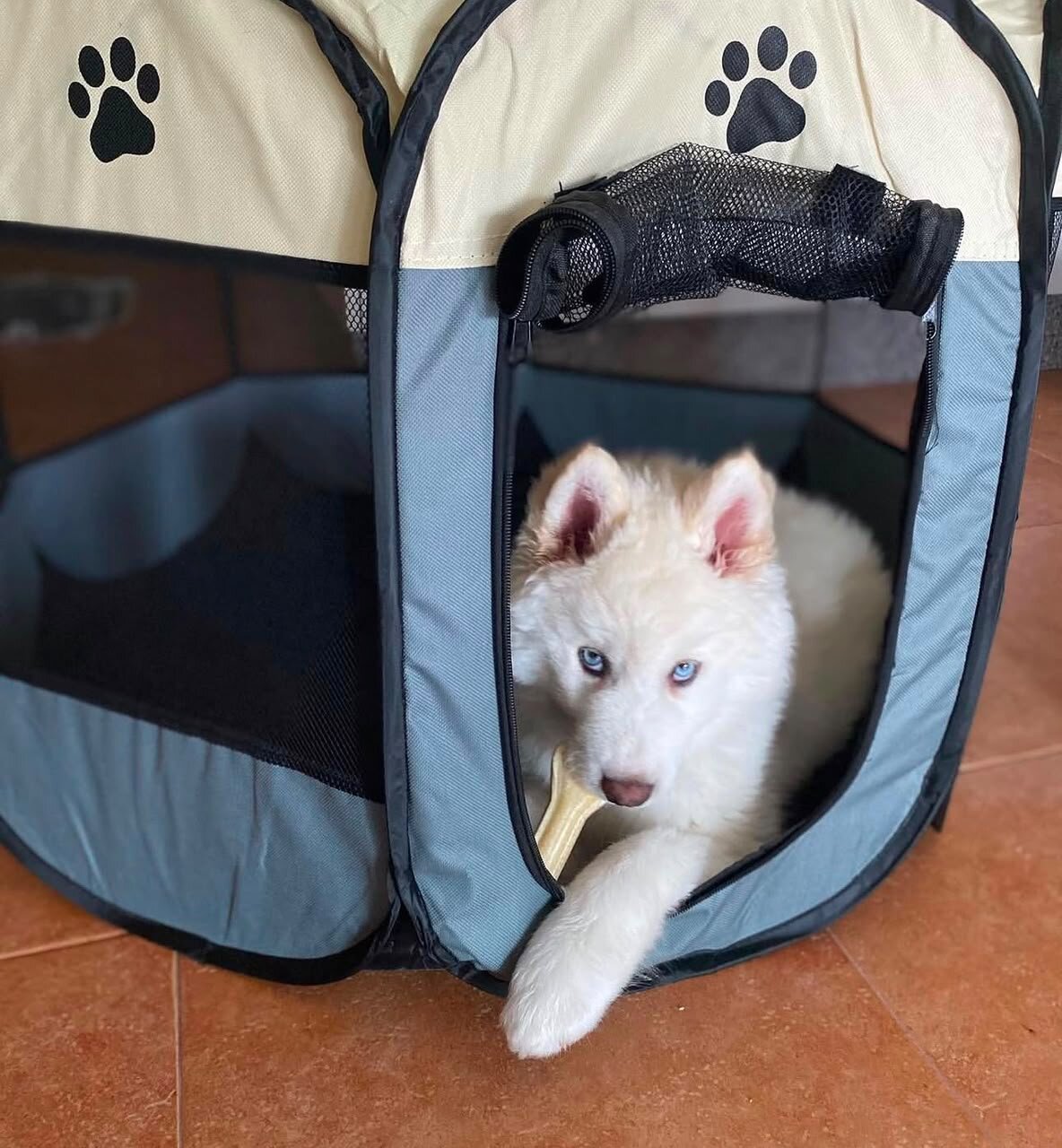 Beautiful Siberian Husky Puppies image 1