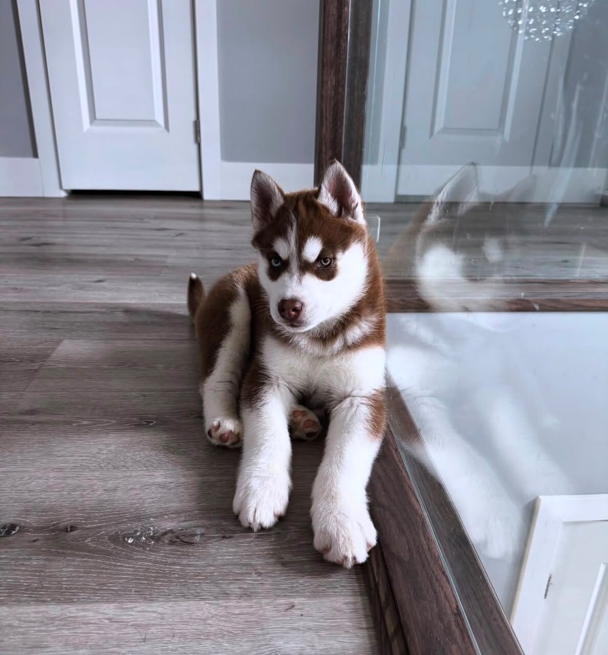 Beautiful Siberian Husky Puppies image 2