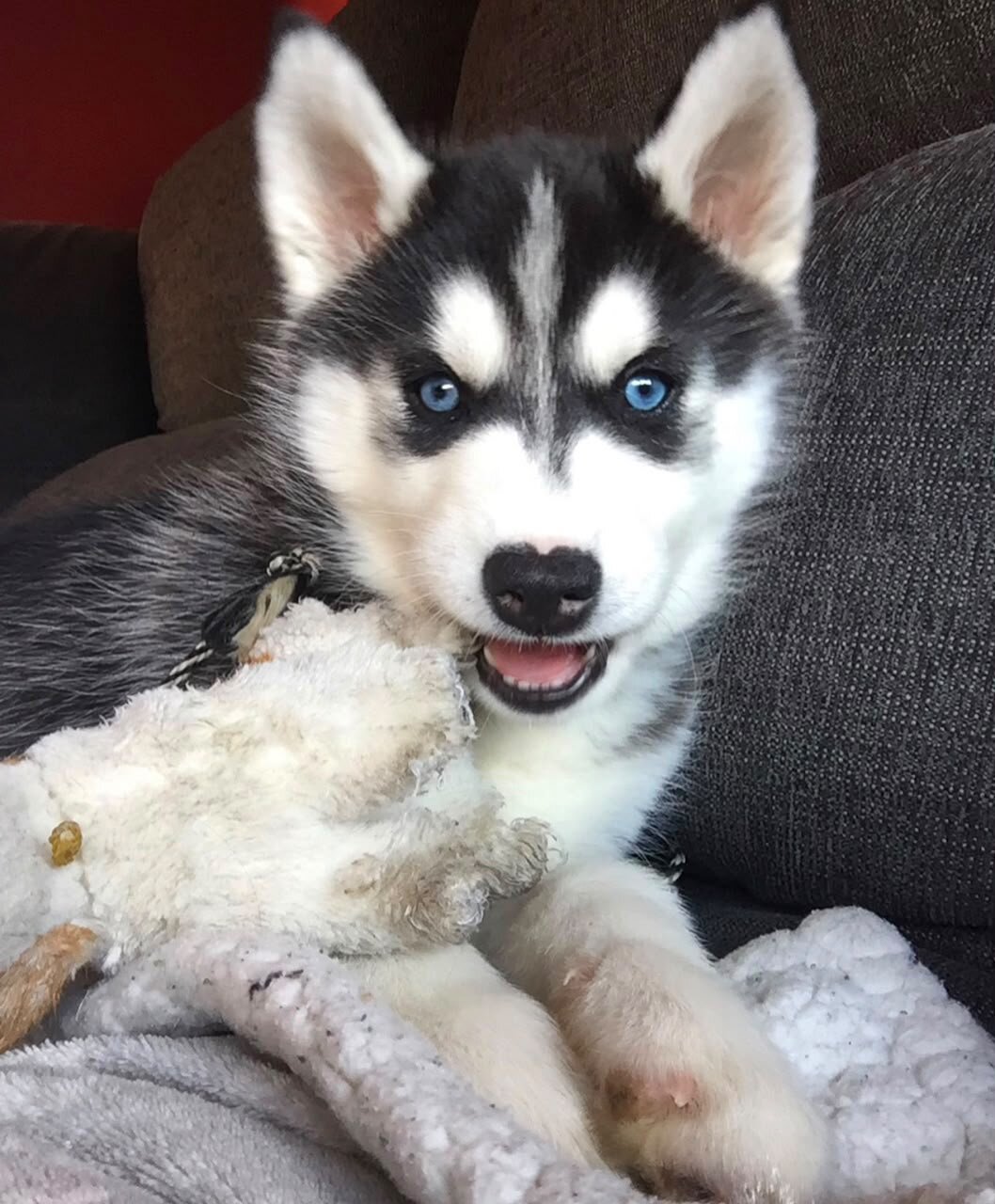 Beautiful Siberian Husky Puppies image 3