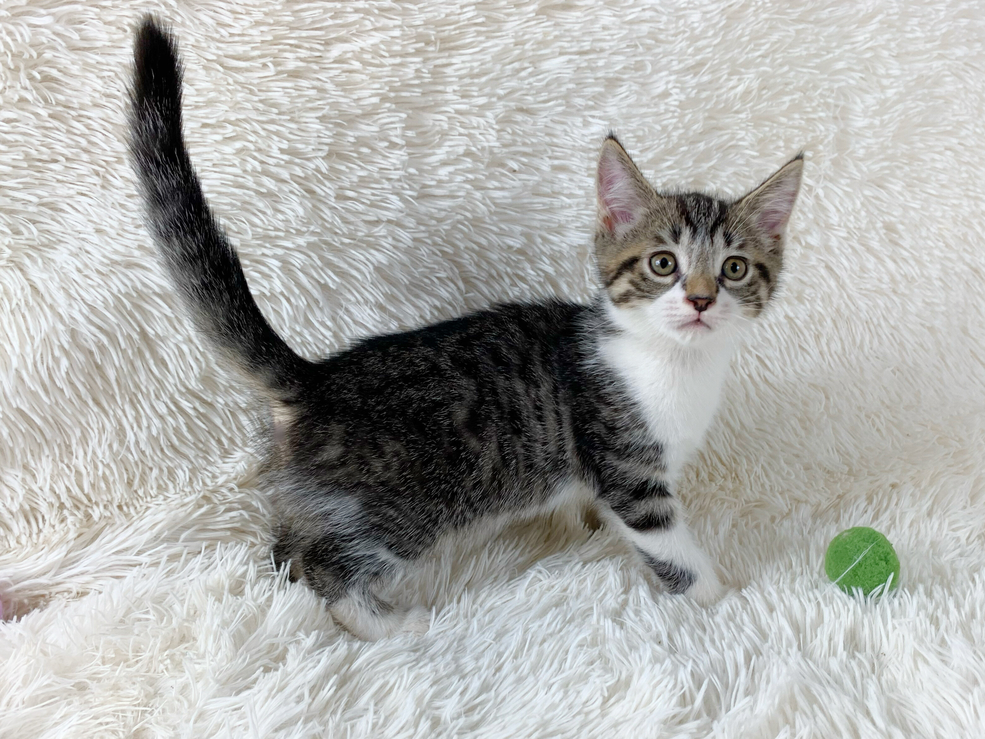Persian Mix Kitten Male image 3