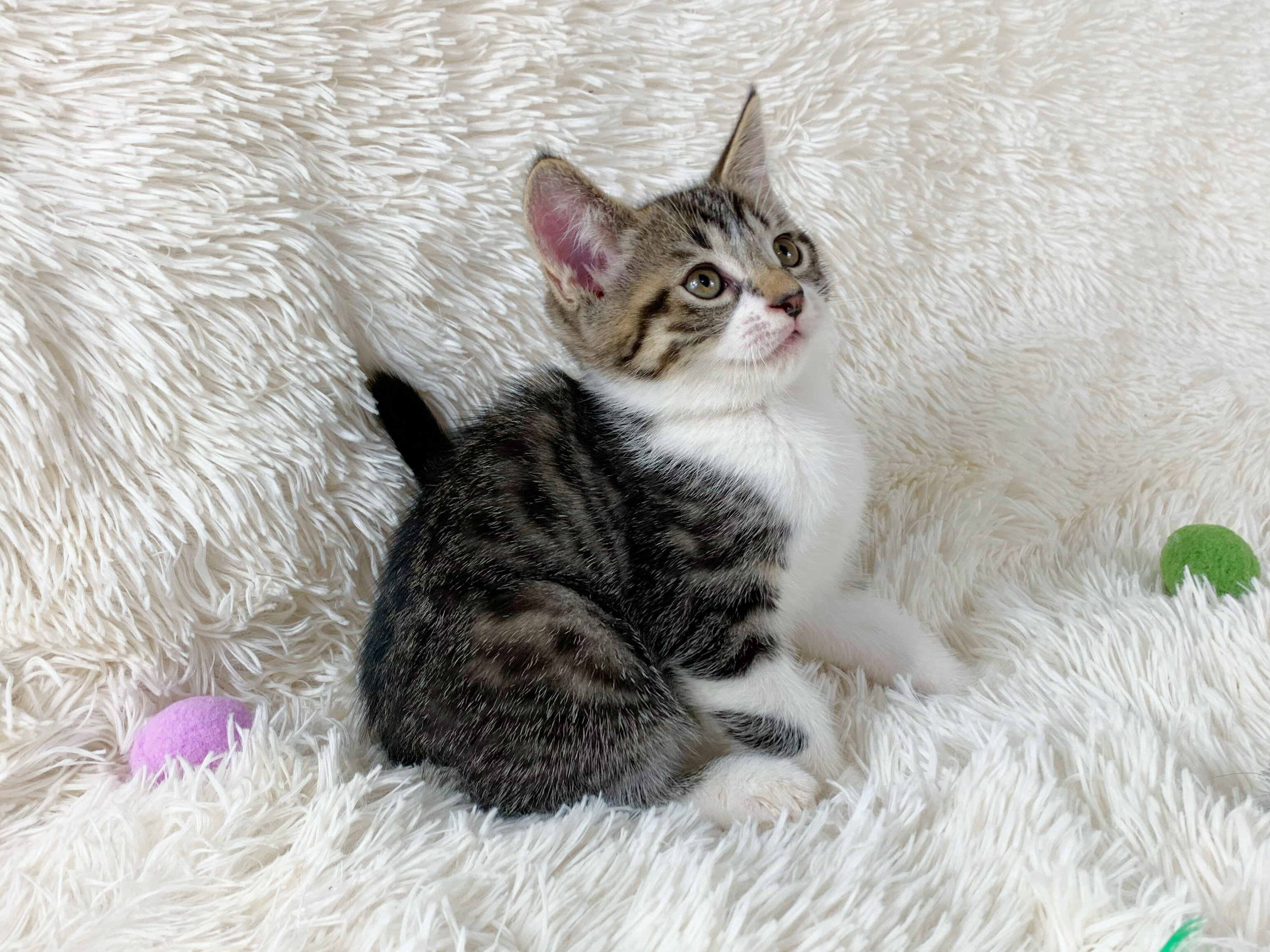 Persian Mix Kitten Male image 2