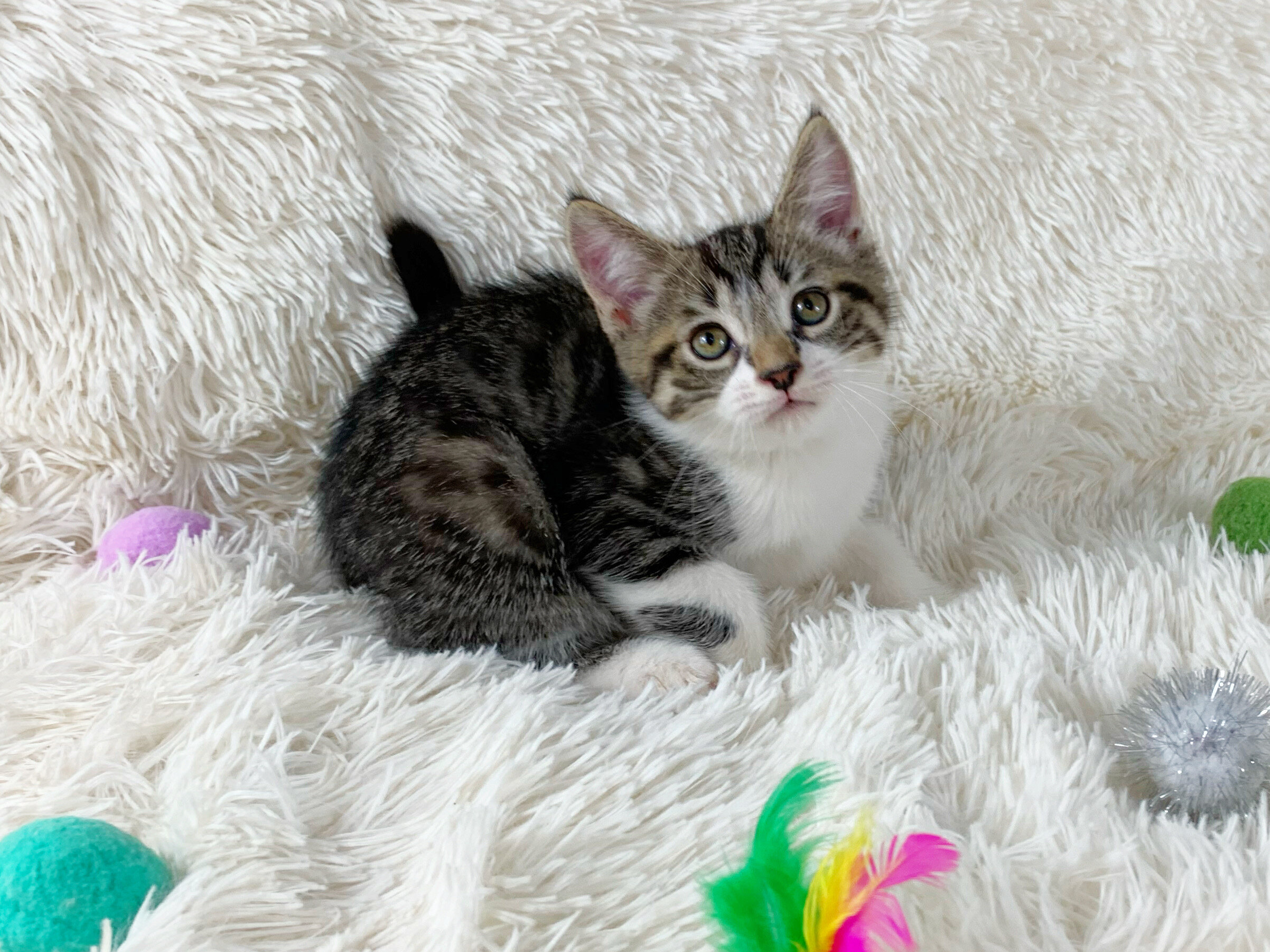 Persian Mix Kitten Male image 1