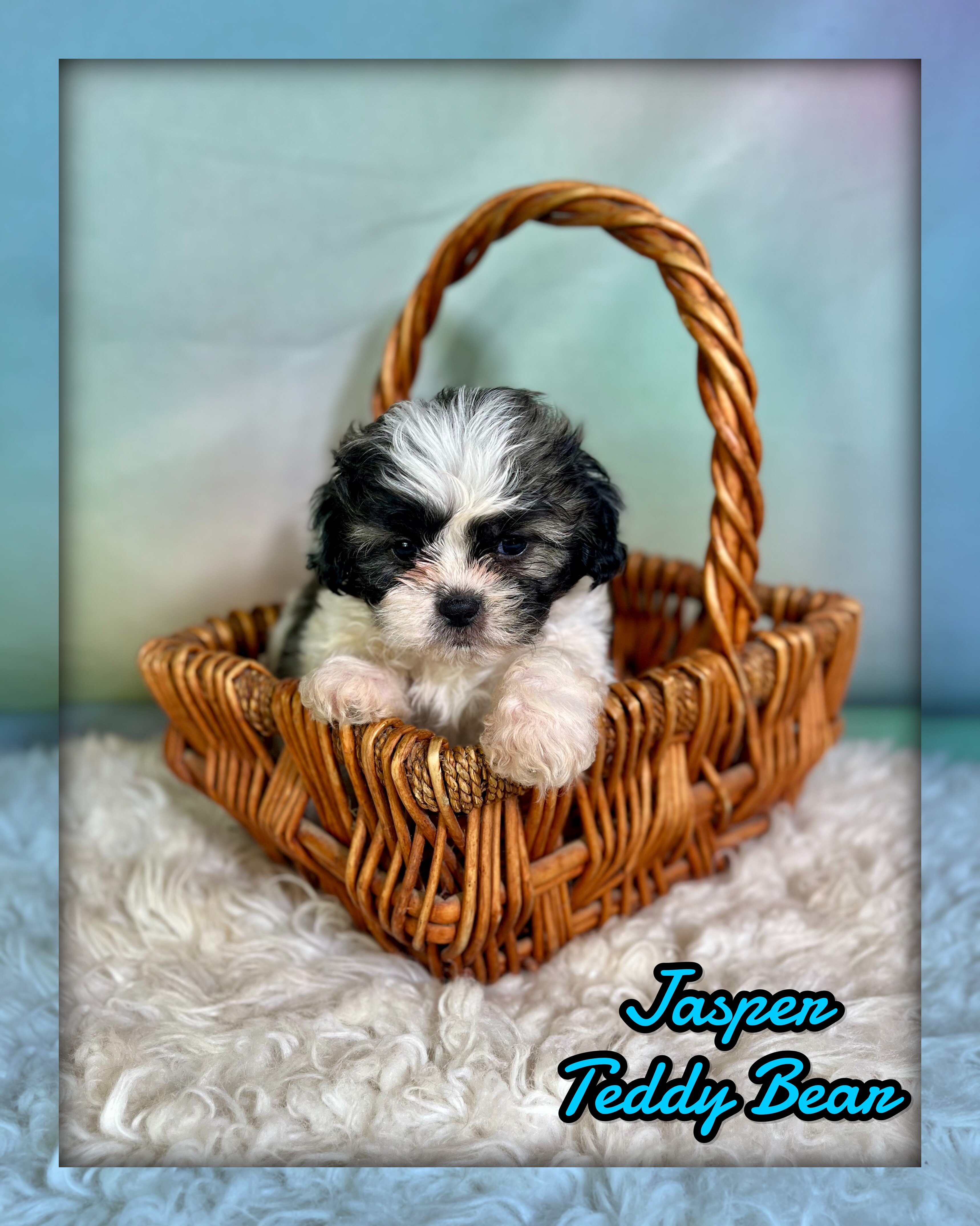 Jasper Male Teddy Bear image 1
